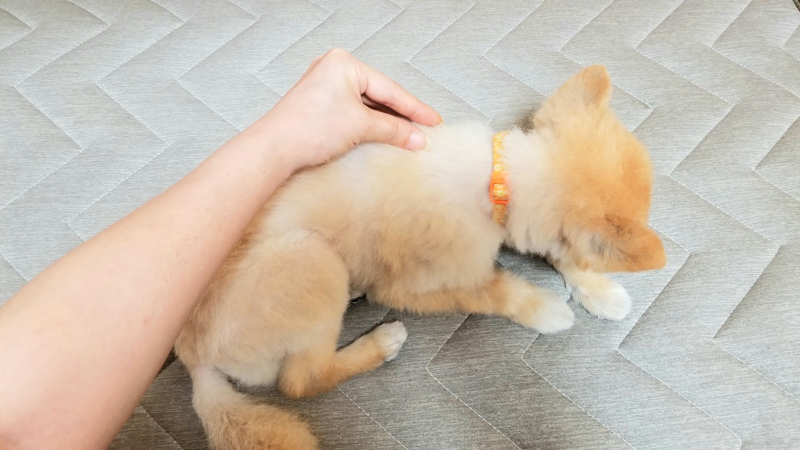 犬猫ペットの病気脊椎マッサージ効果のある対処法老犬介護