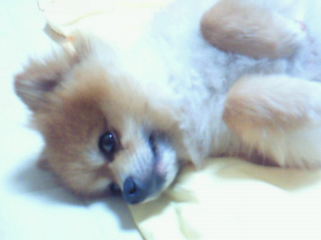 犬派大好きポメラニアンアイドル人気かわいい寝姿顔ペットロス