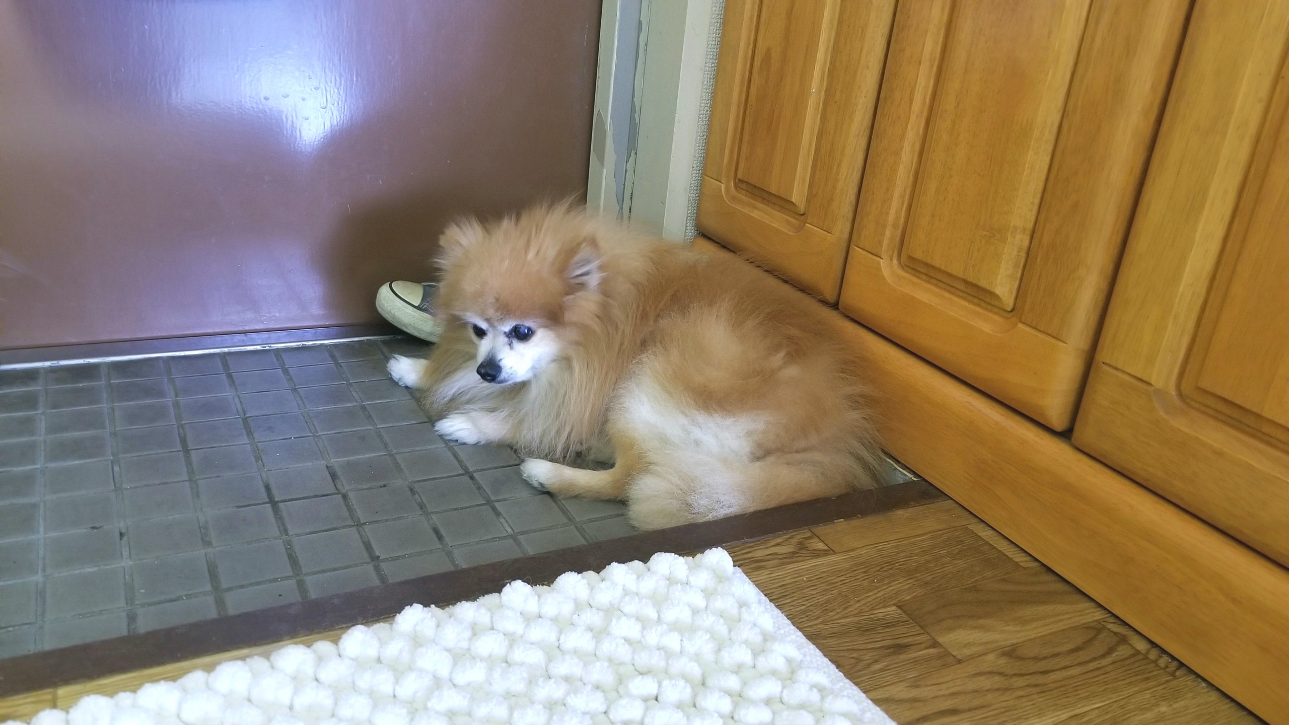 元気がないしょんぼり犬ペット食事管理体調不良病気ポメラニアン