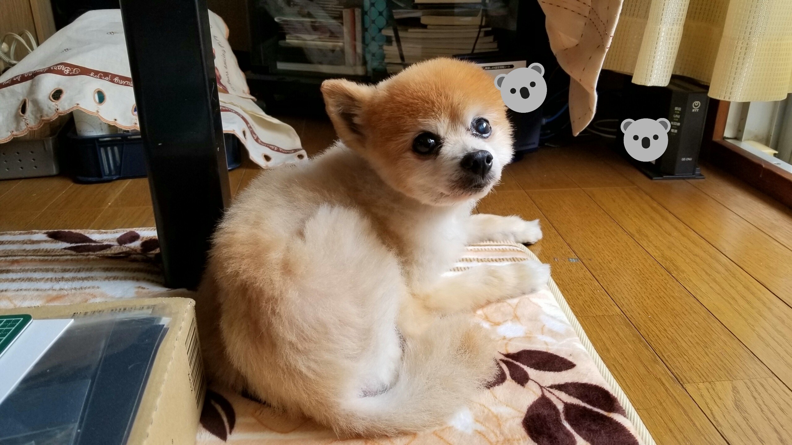 kawaiijapansocutedogpomeraniansweetanimalfunnyかわいい犬