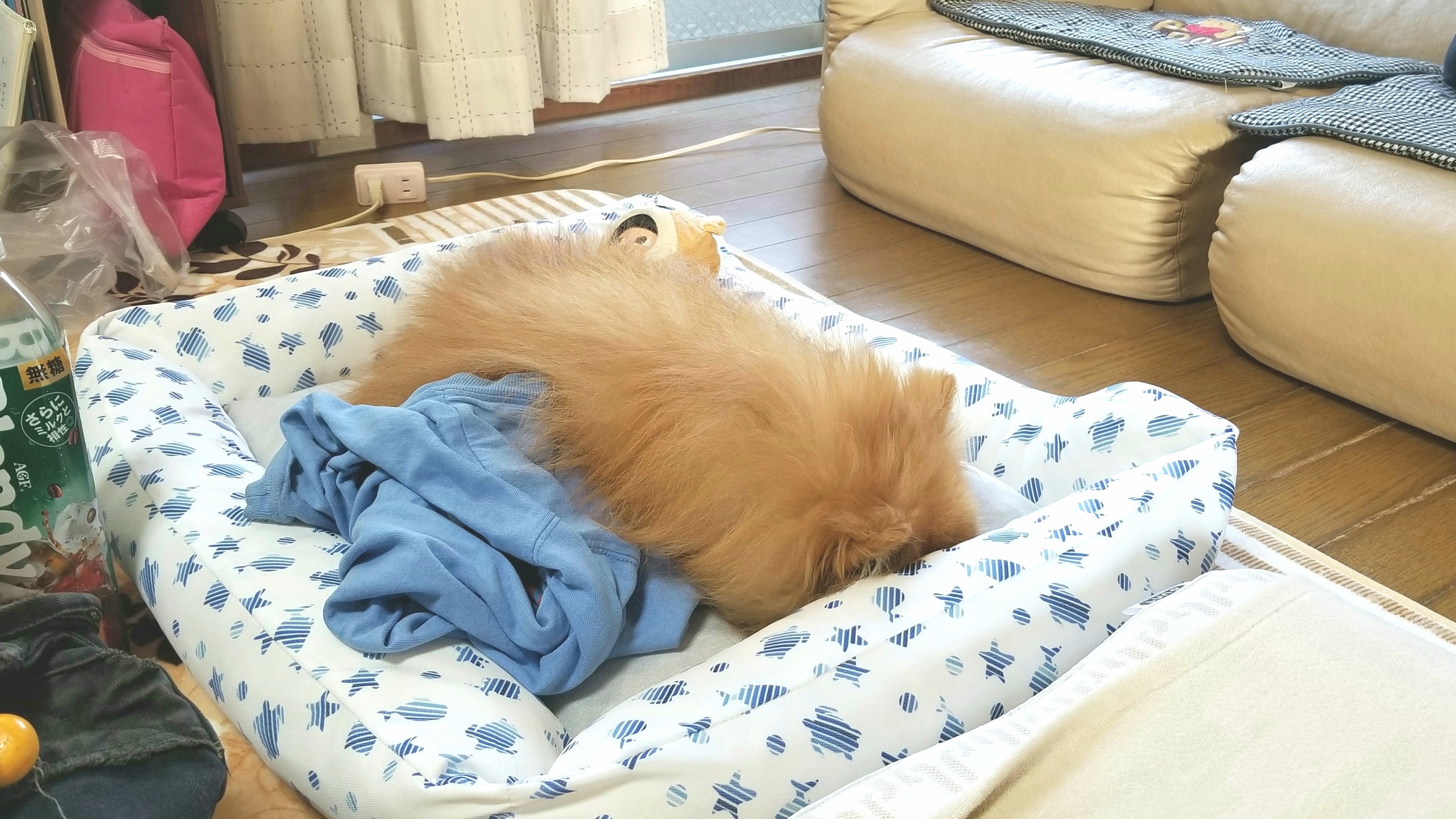 大好きなポメラニアンペットは家族愛犬,元気になって病気原因不明