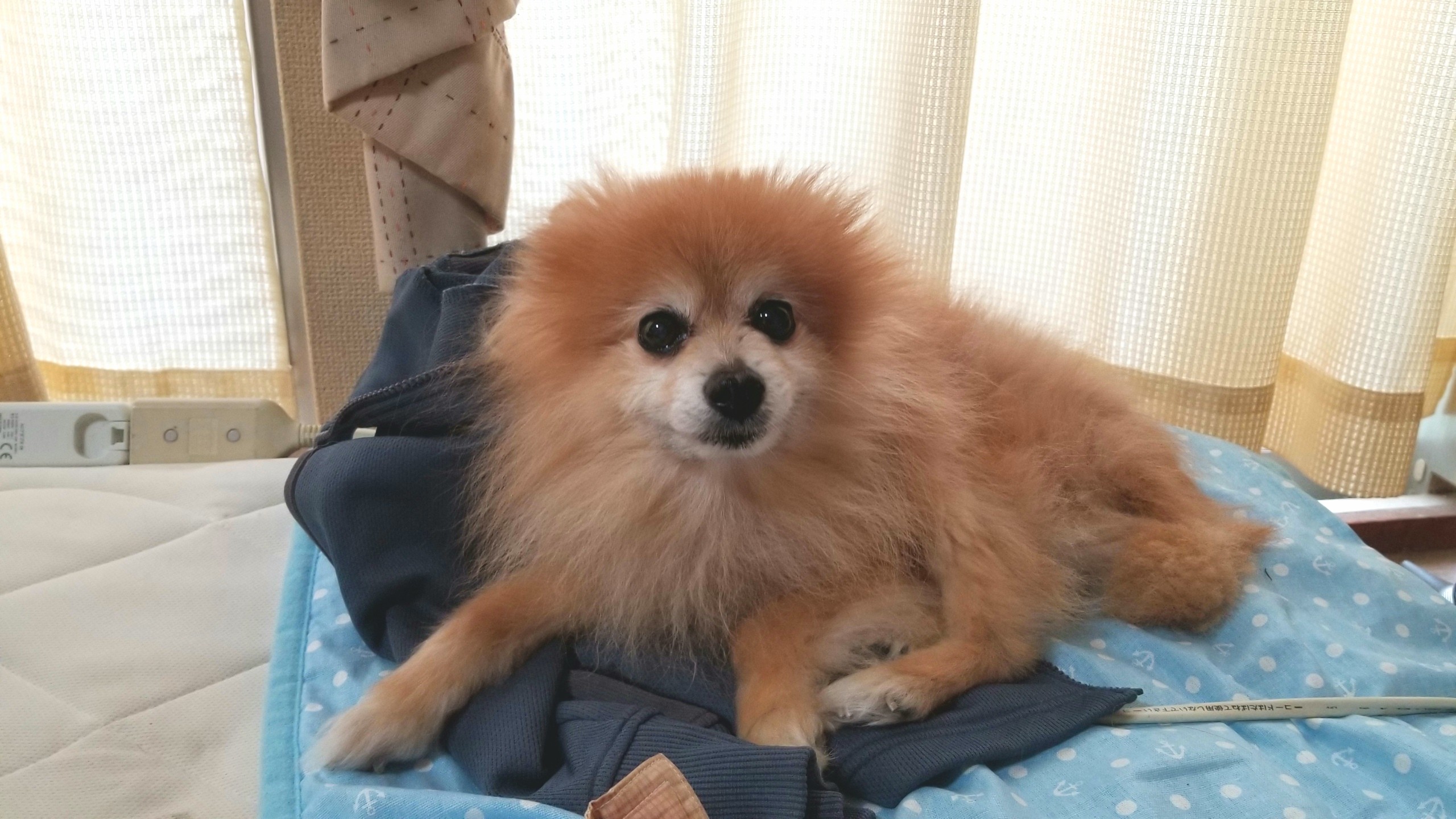 東京観光へ,ペットホテル宿泊,留守番,愛犬,ポメラニアン,寂しがり屋