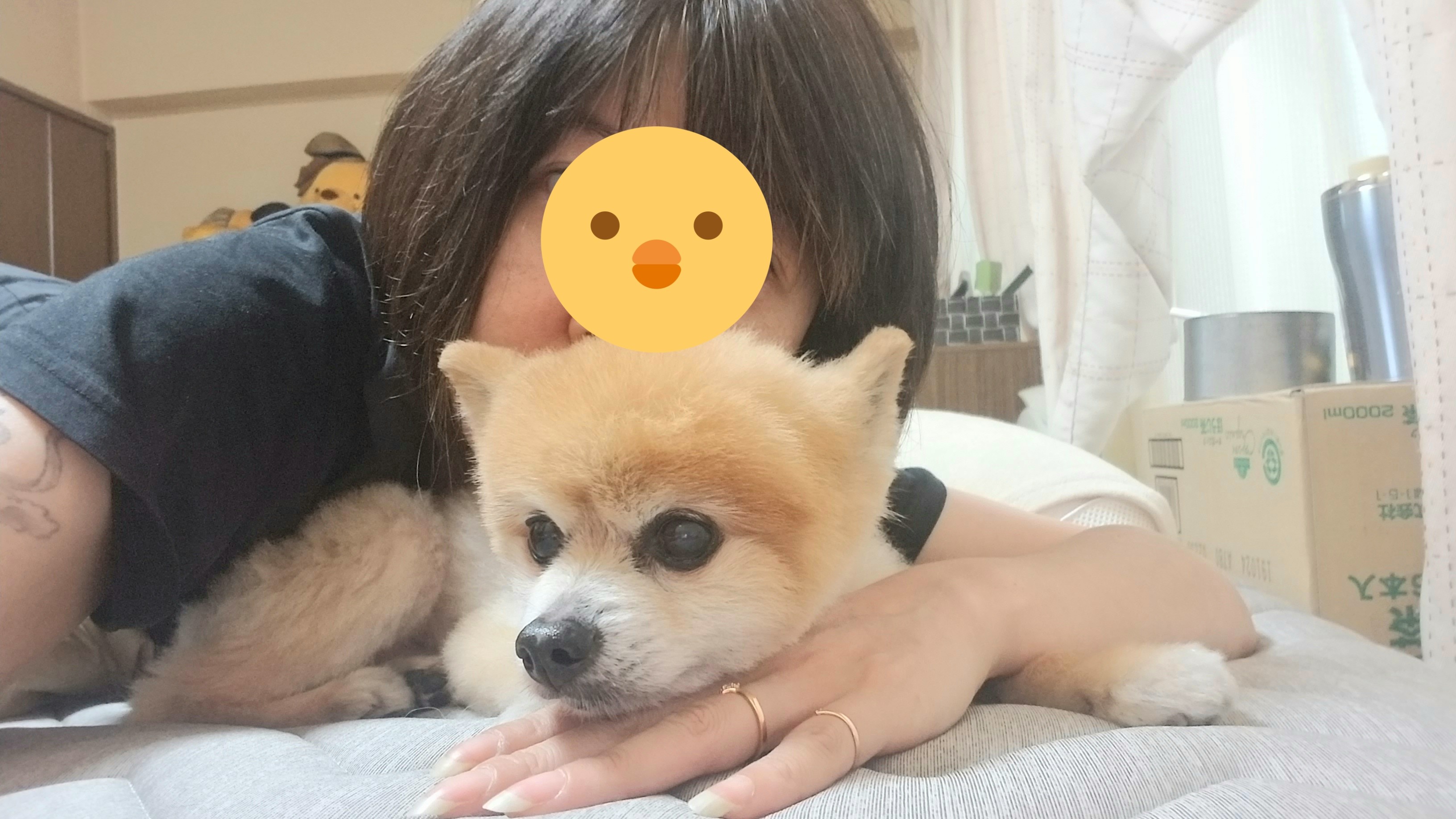 老犬愛犬ペットポメラニアンの病気回復効果的な方法元気がない危篤