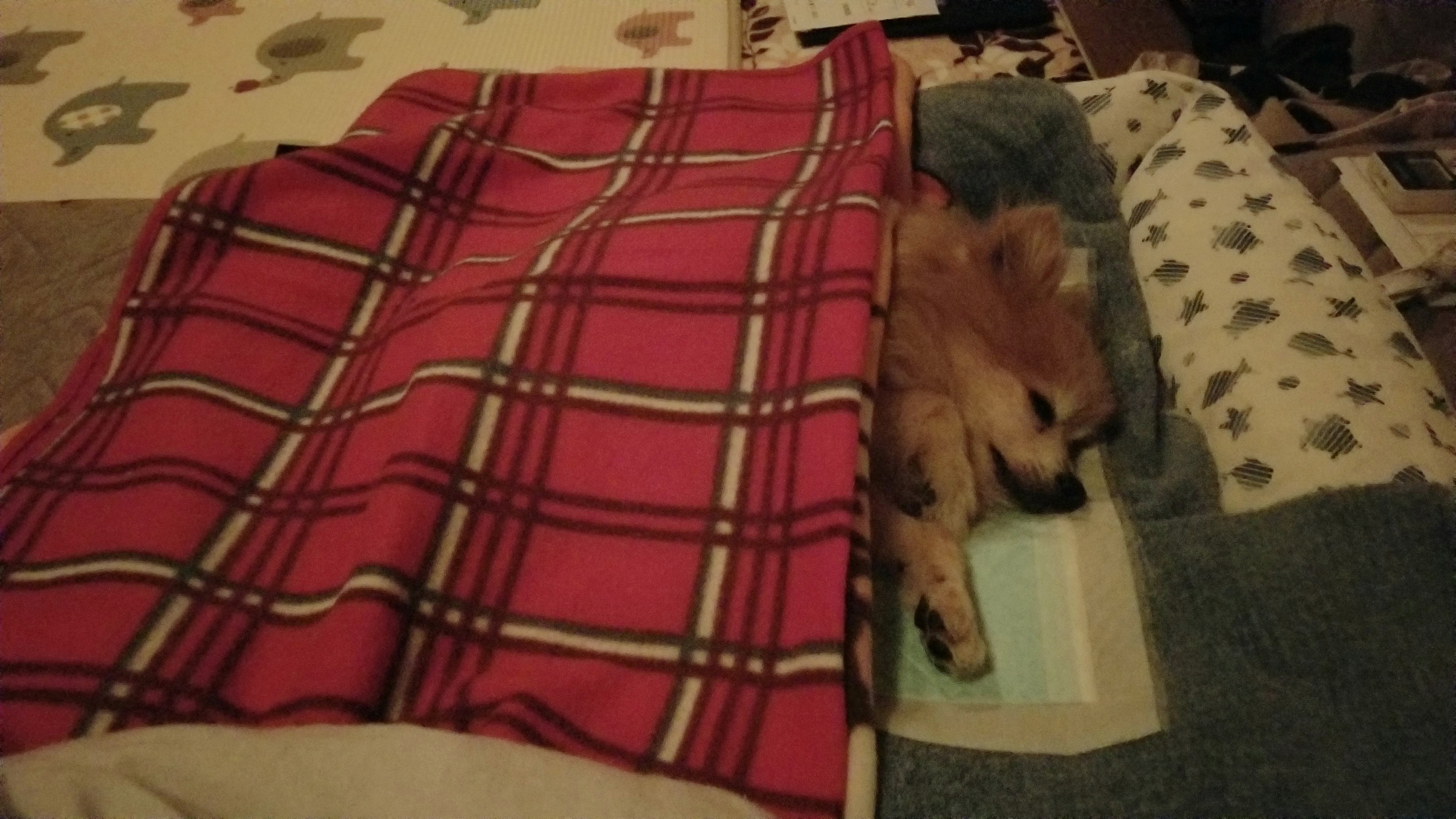 老犬おしっこ尿漏れ病気介護介抱病状悪化ペットおむつ夜間外来