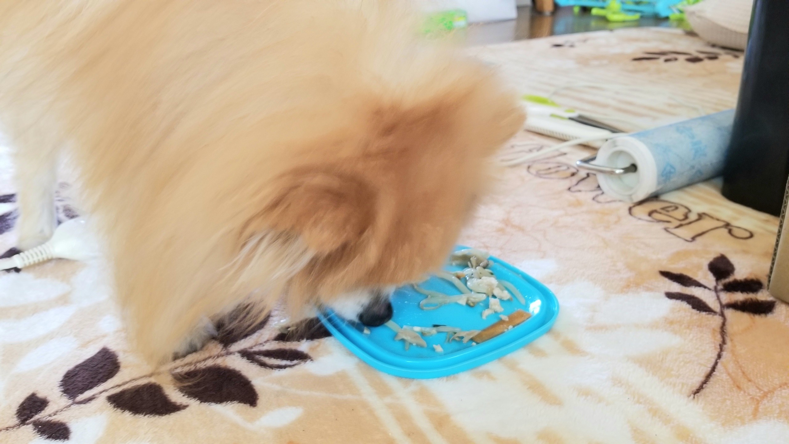 ポメラニアンかわいい茶色ブログ犬ふわふわ老犬寿命飼い方育て方食事