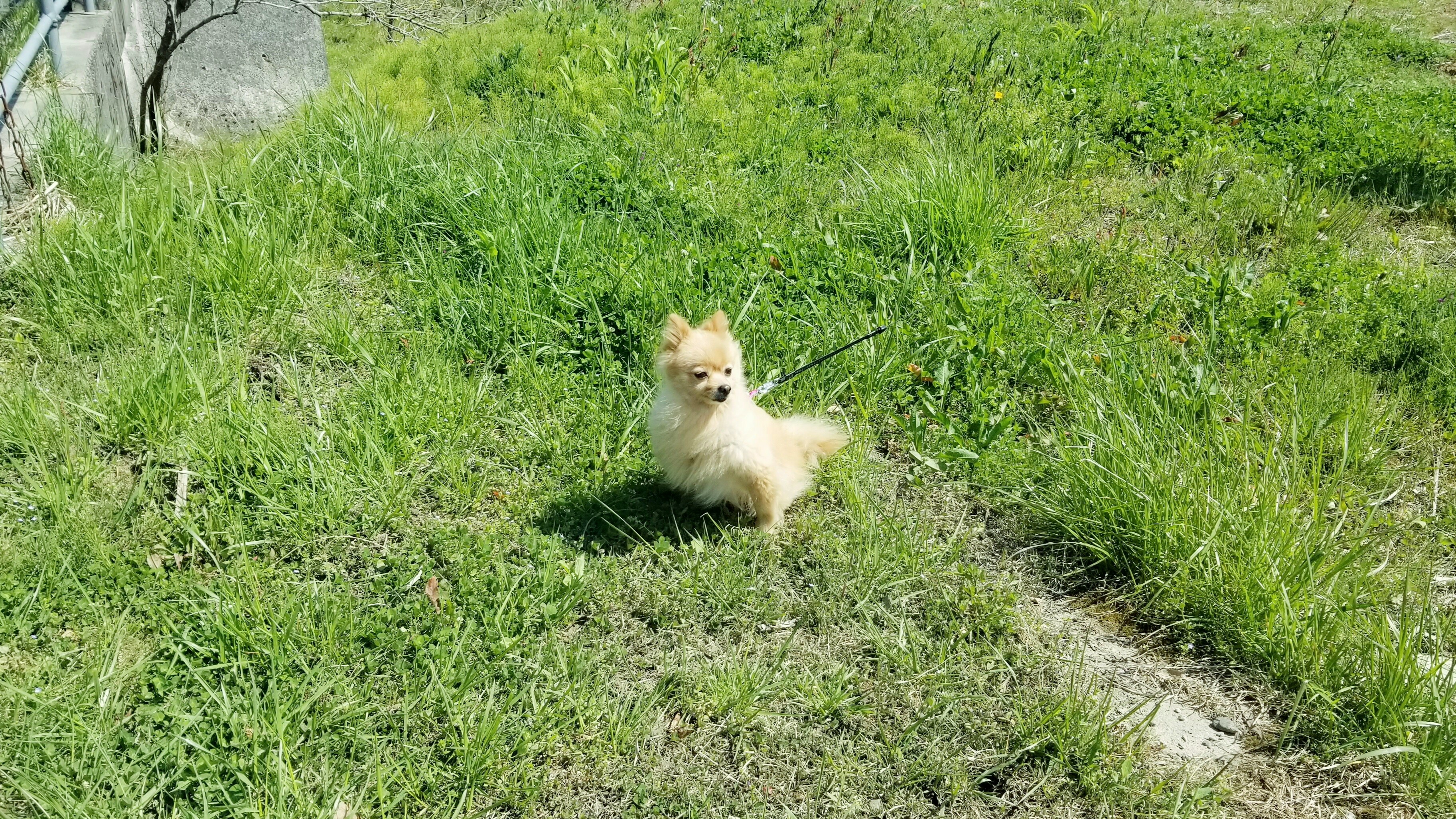 わんことお散歩山広場晴天気ぽかぽか犬ももふもふ可愛い画像