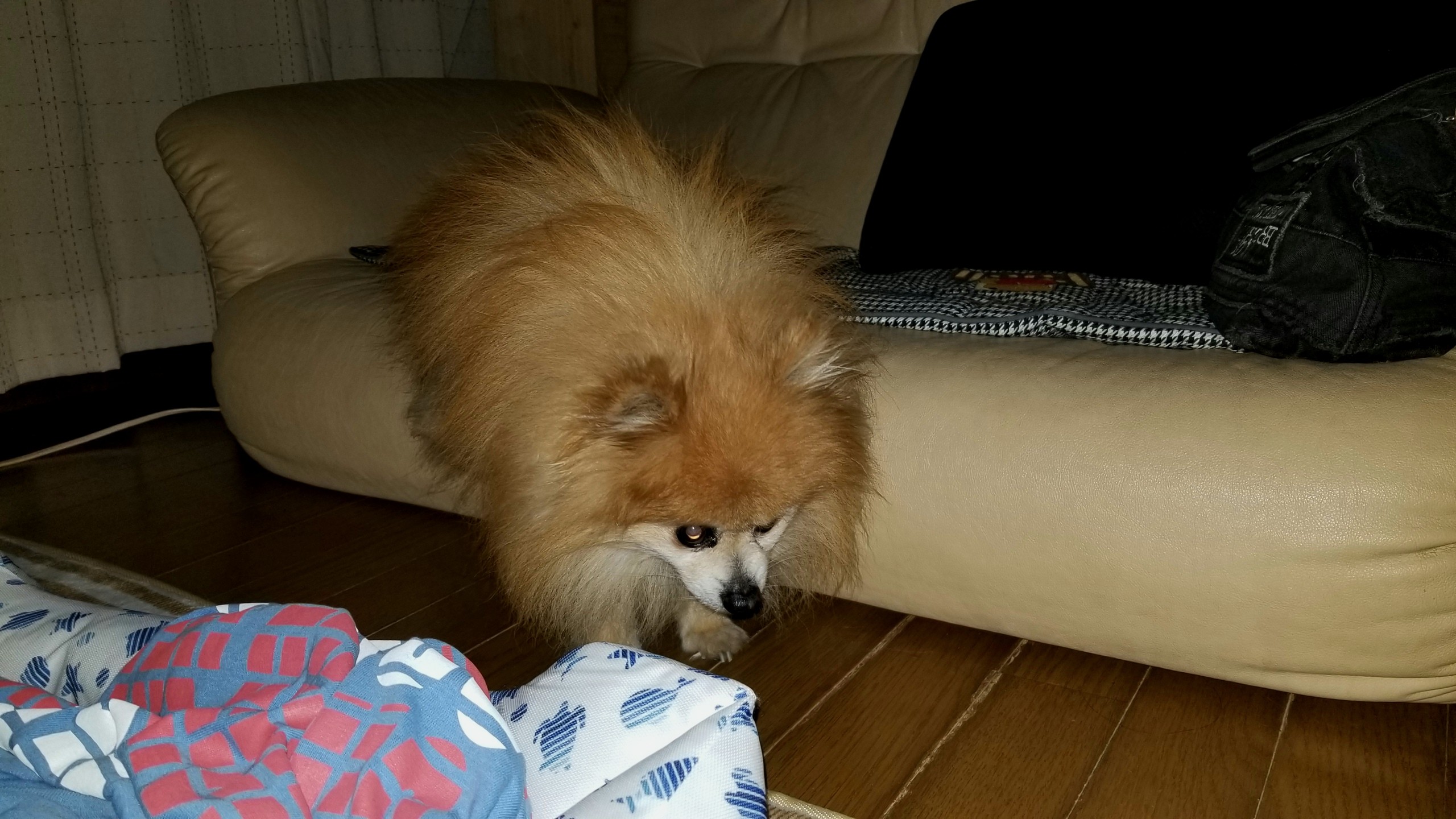 愛犬ポメラニアン 老衰ぐったり 症状急変 悪化 通院