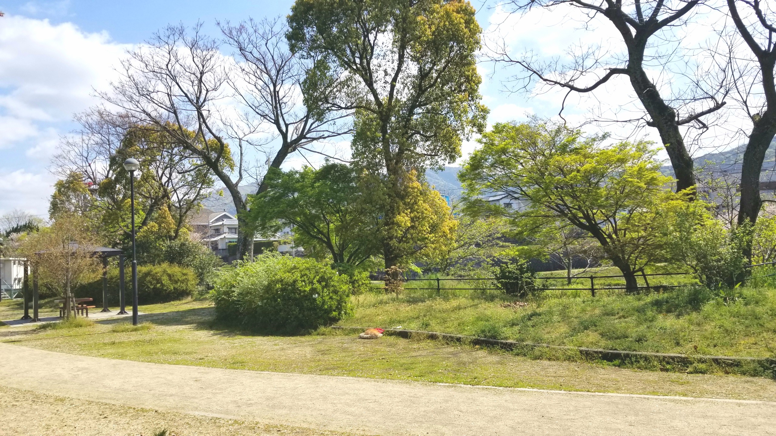 おばといとこ,公園広場散歩お出かけペット愛犬病気天気がいい日