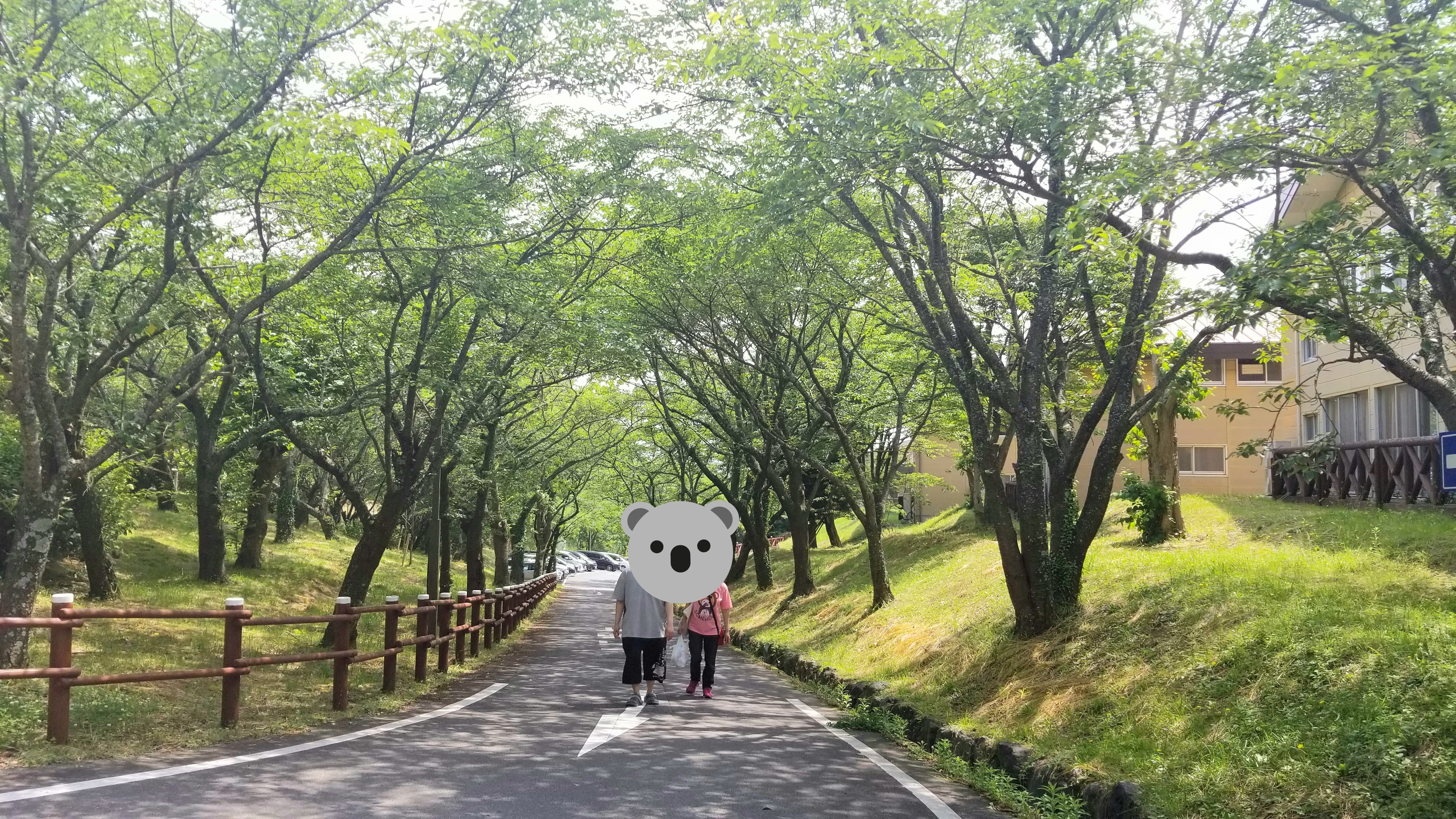 山散歩ウォーキング森林緑日光浴気持ちいい綺麗な風景景色おばいとこ