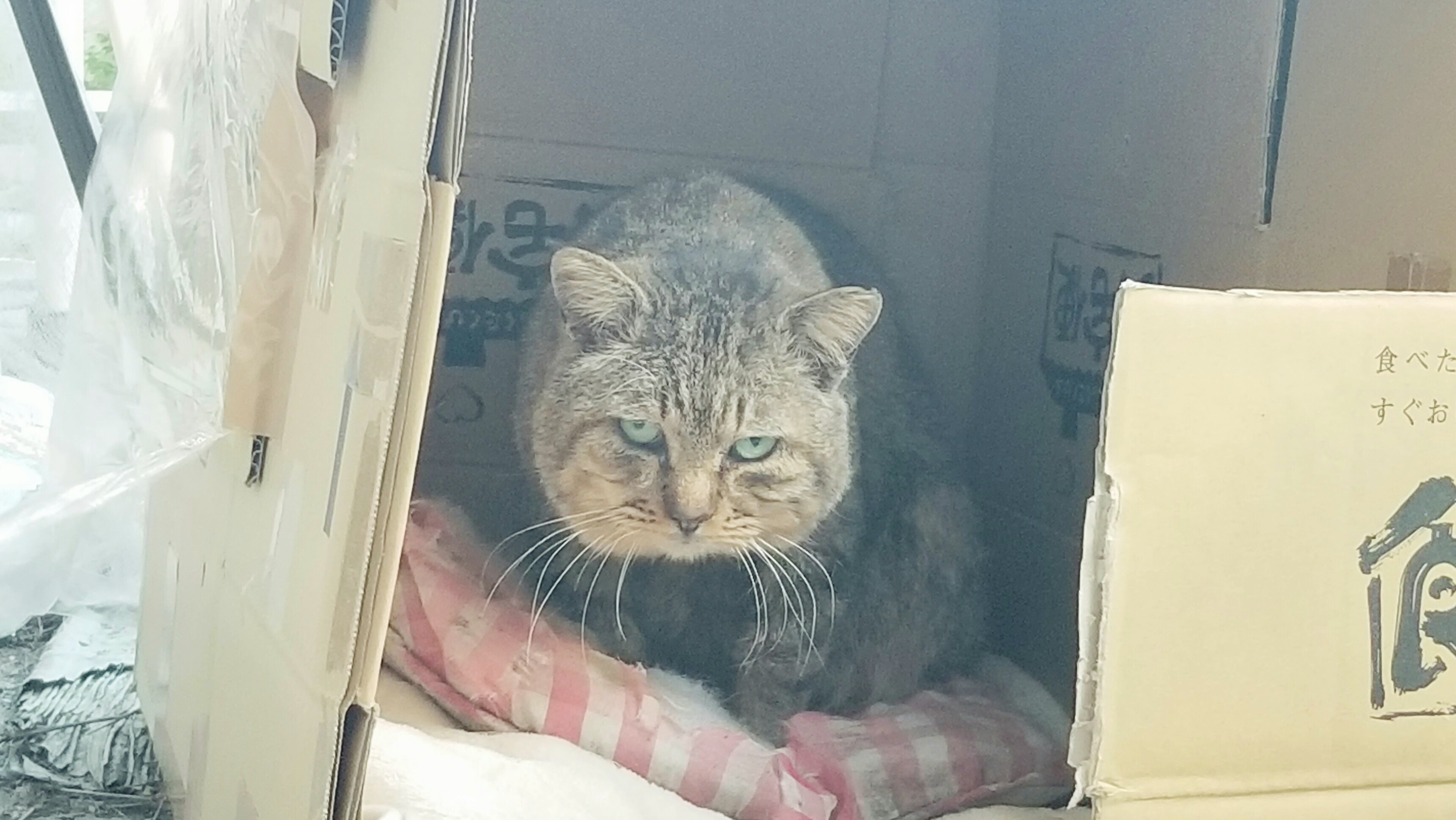 三白眼の野良猫冬餌やり保護ブログうろうろオスブサカワ飼う老衰