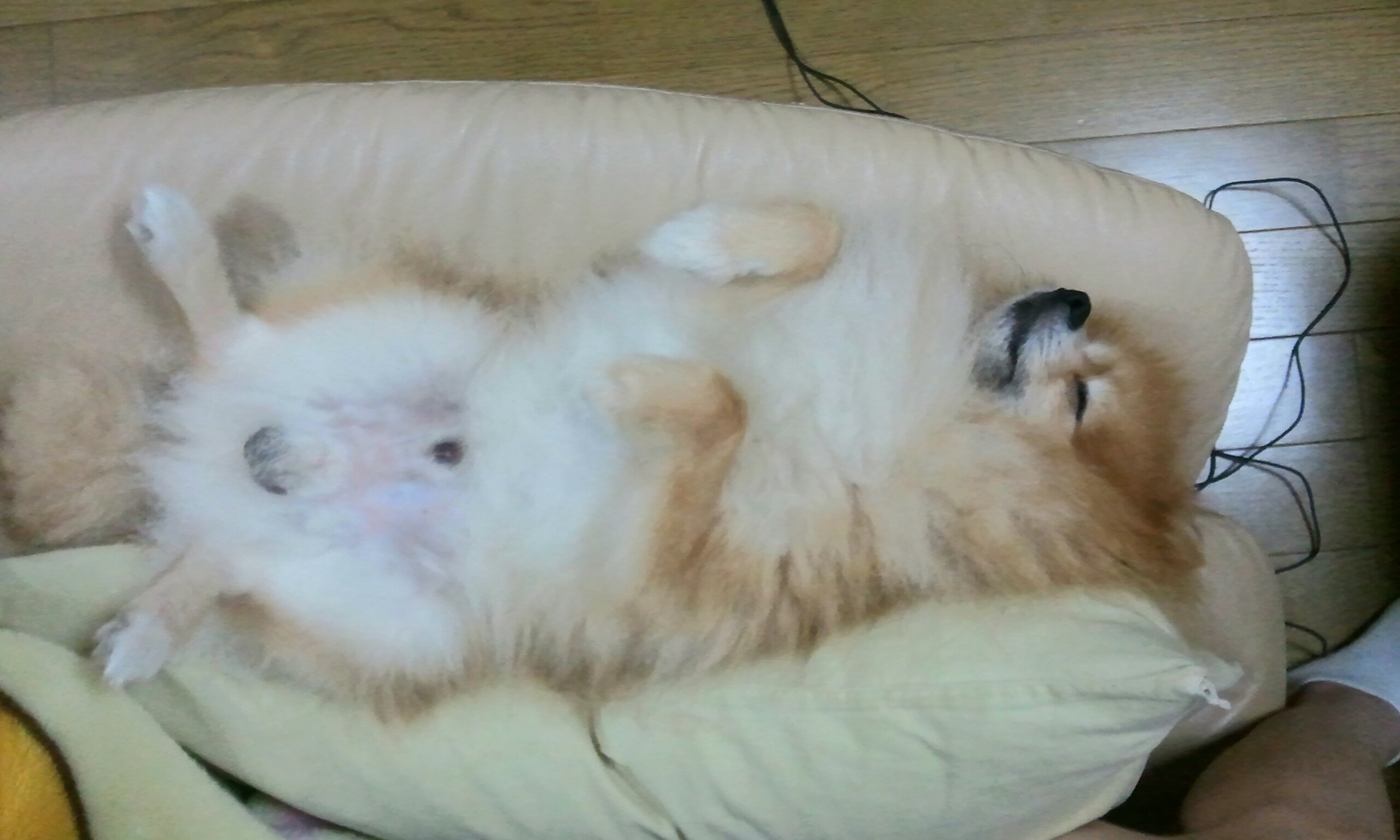 愛犬ペットは家族おもしろい画像可愛い寝顔笑えるポメラニアン好き