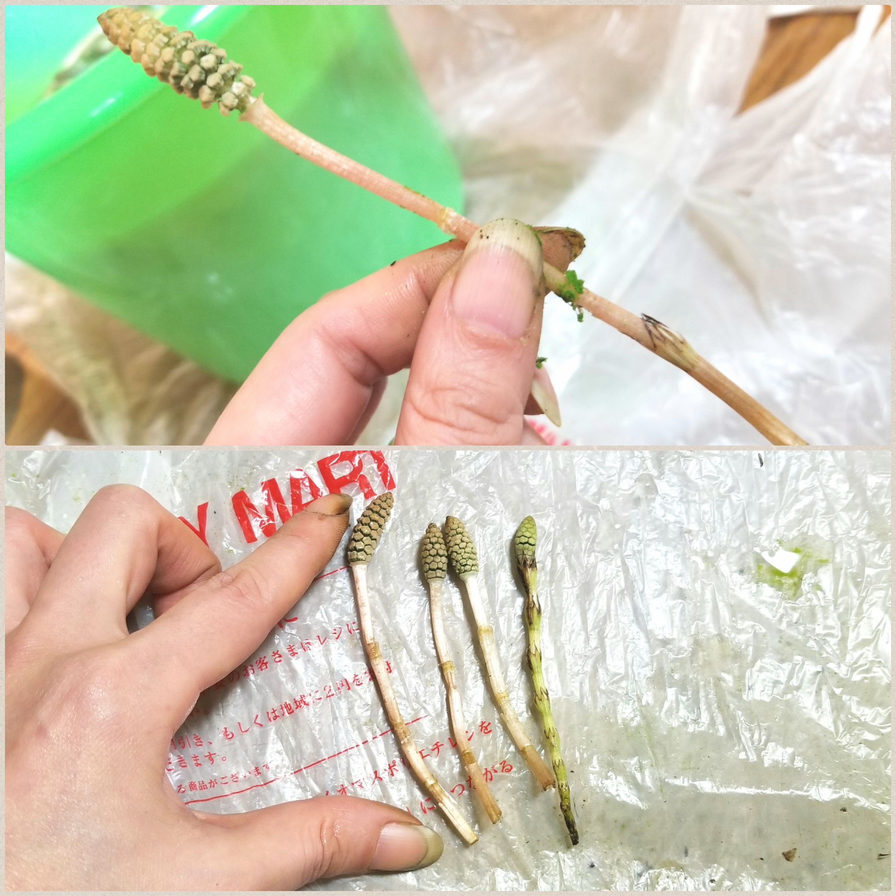 つくし よもぎの幸せ ミニチュアフード作家 の日常生活 つくし よもぎの幸せ ミニチュアフード作家 の日常生活
