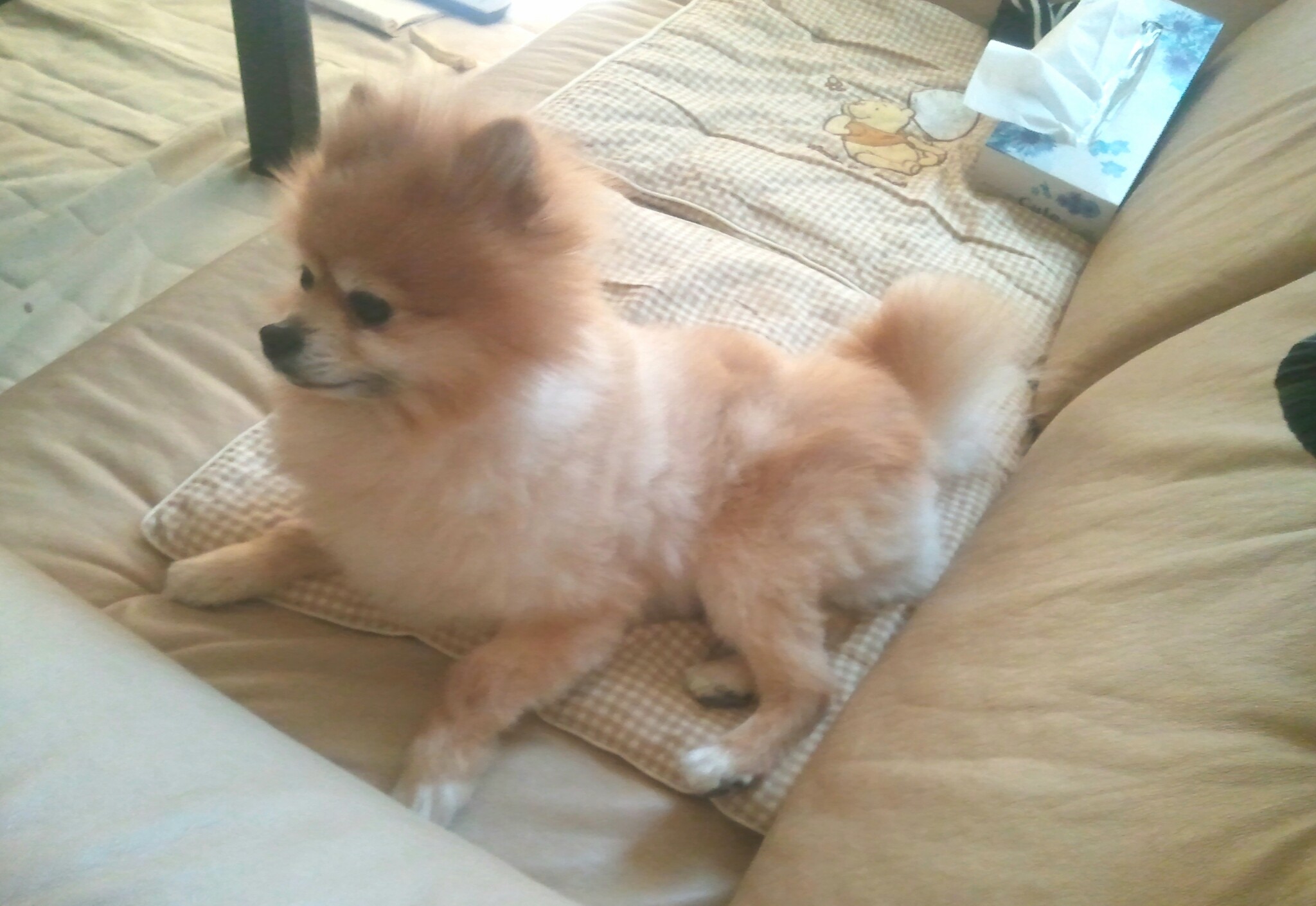 kawaiijapanpomeraniandogcuteかわいいポメラニアン犬ワンラブ
