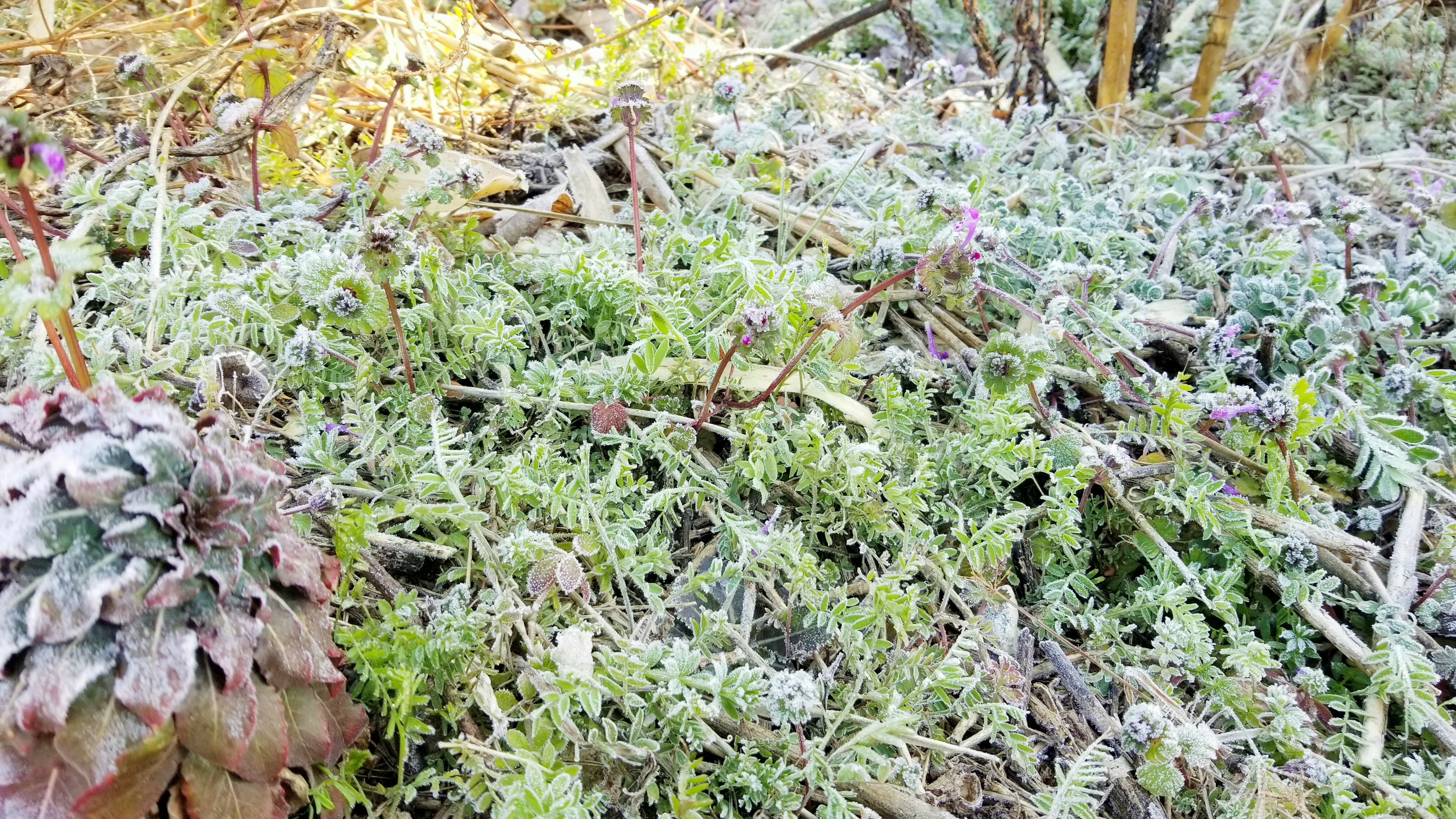 早めの春つくし山菜採り綺麗な霜雑草山遊び最高ルンルン季節もの
