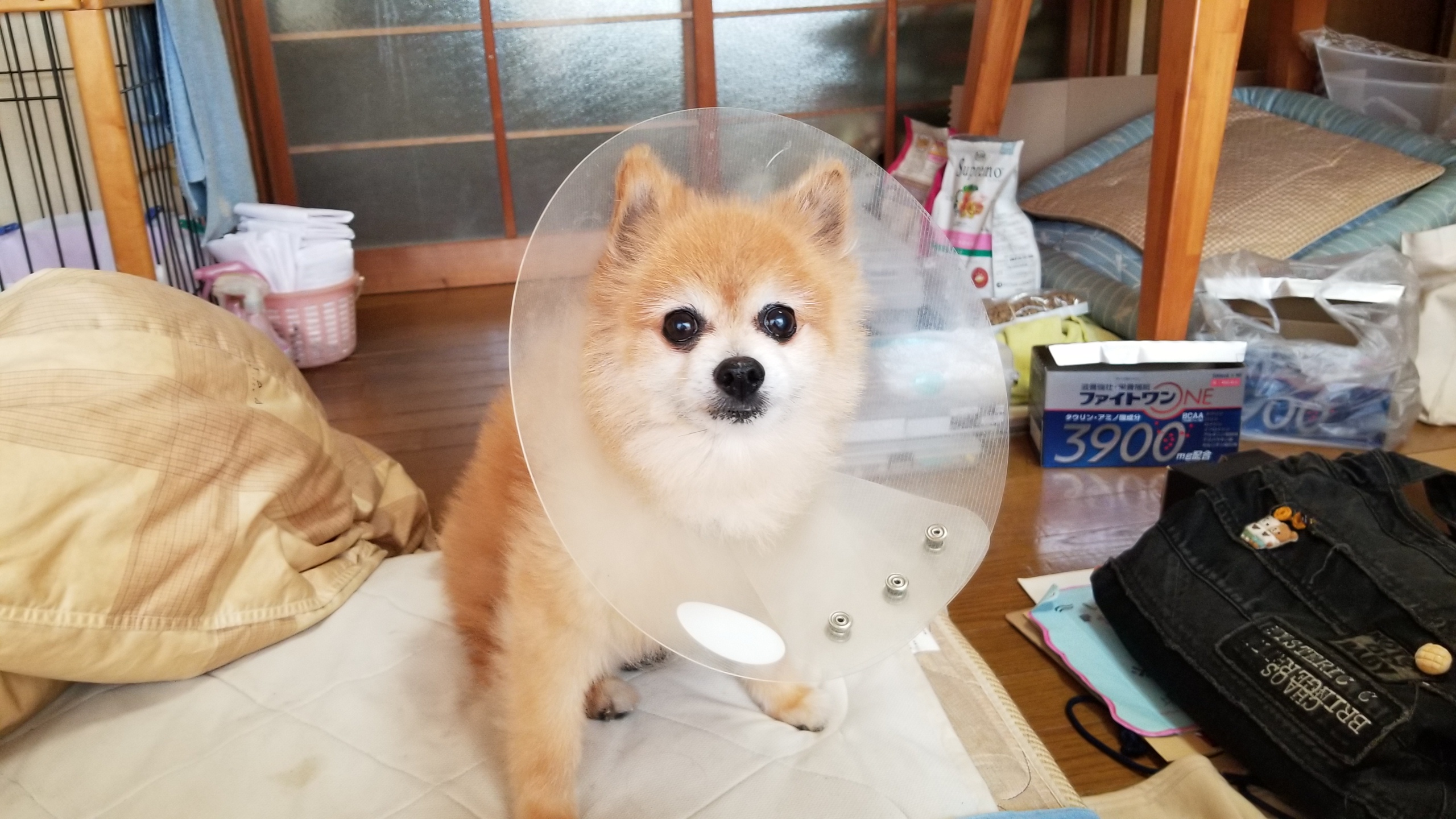 愛犬の,ポメラニアン,病気,便秘,食欲不振,肛門嚢炎,痩せ,アレルギー