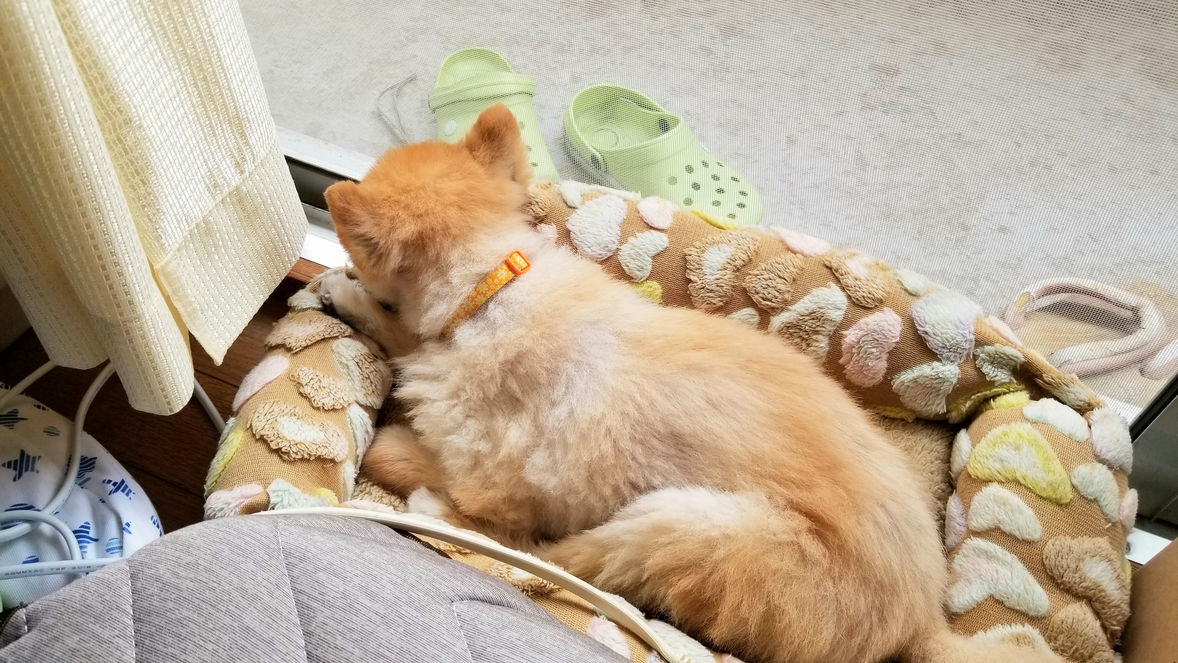愛犬ペットポメラニアンひどい下痢体重減少痩せたる病気心配ガリガリ