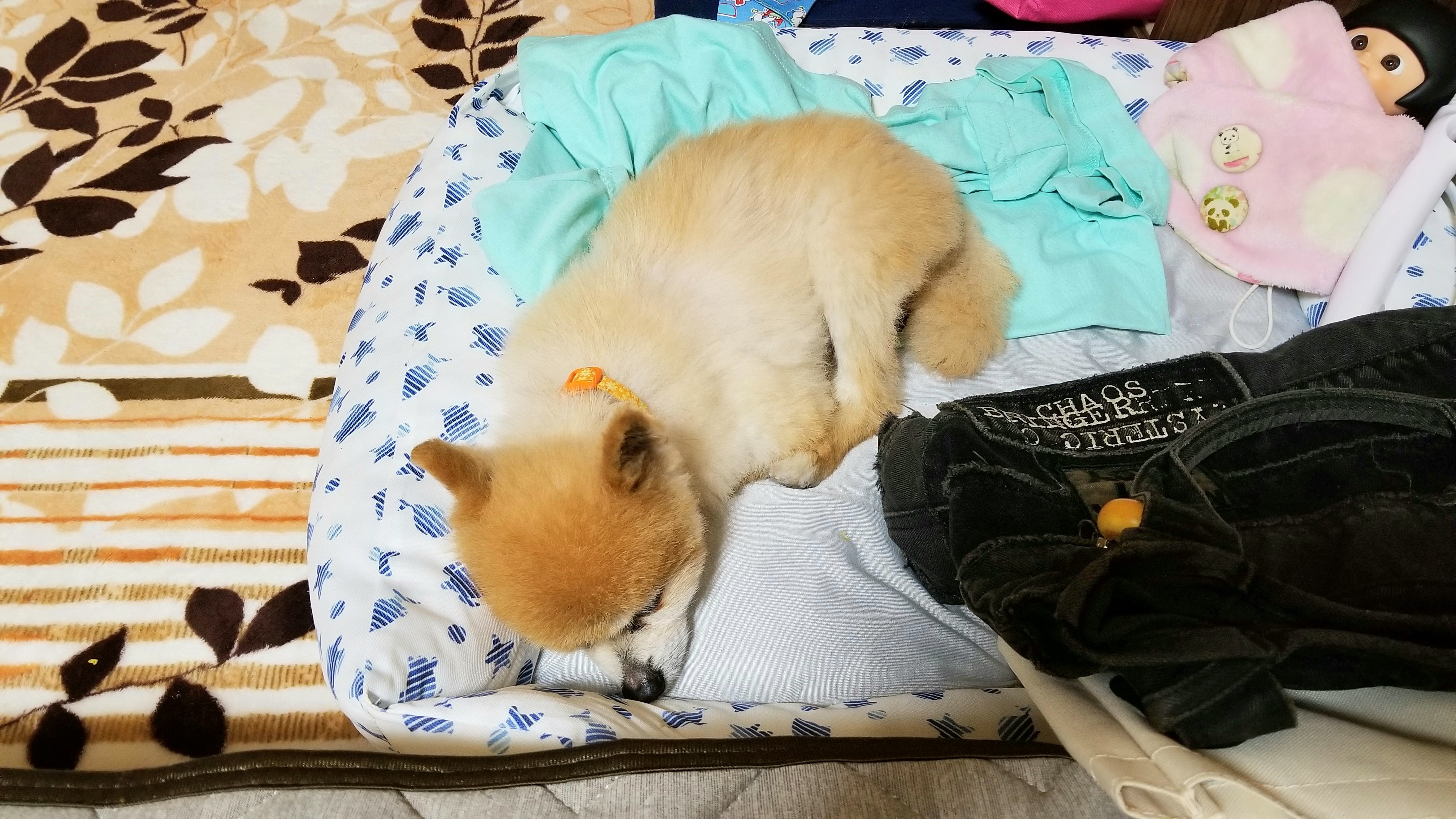 愛犬家ペットポメラニアン可哀想心配不安寿命死ぬことを考える辛い