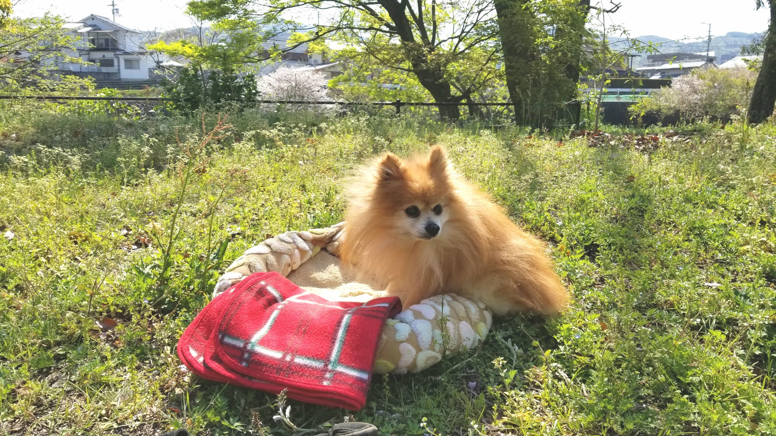 愛犬ペット,ふれあいおでかけ散歩日光浴,食べない病気心配不安白内障