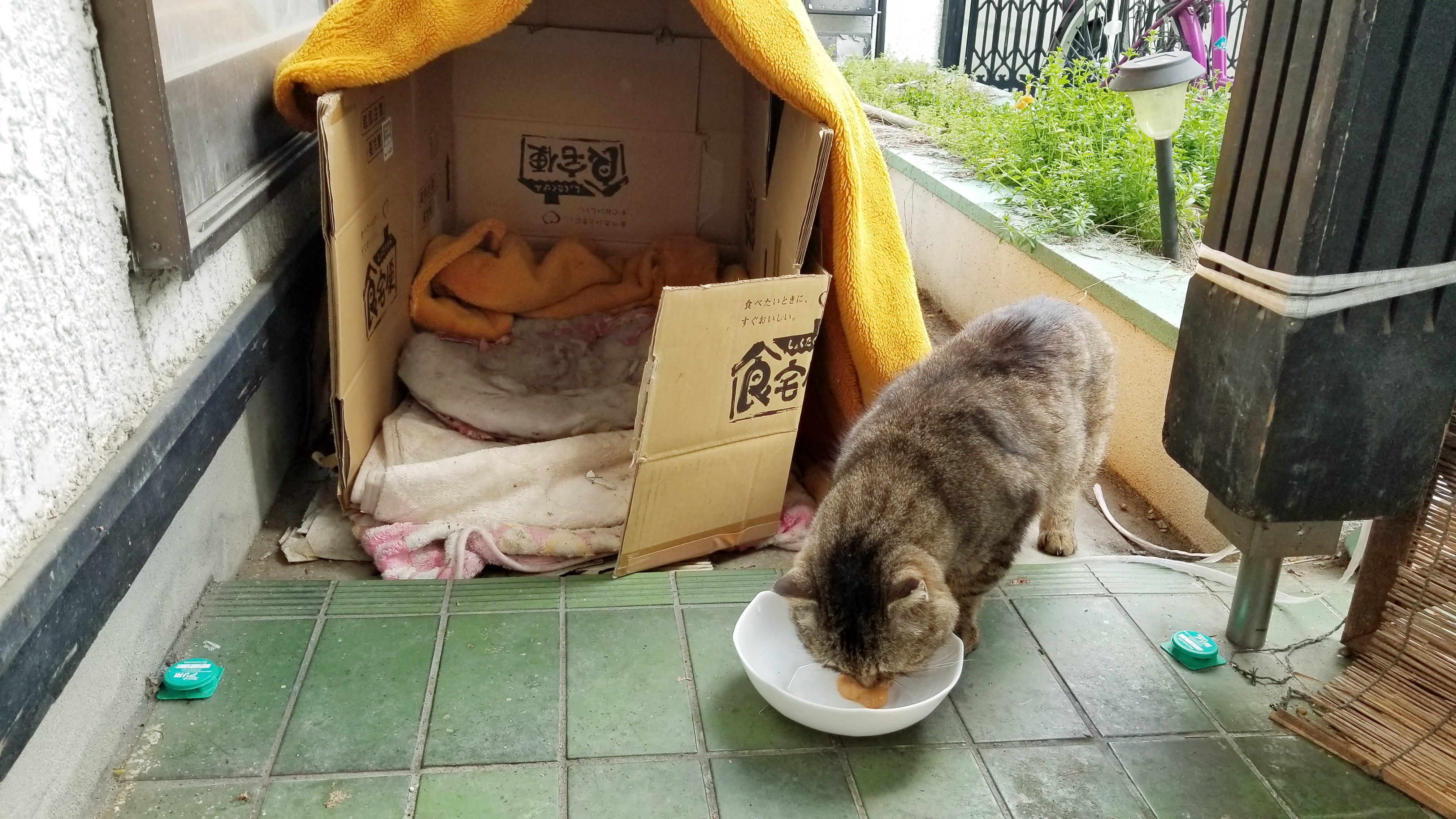 野良猫老衰怪我飼う動かない捕まえたい仲良くなる温めるブログ