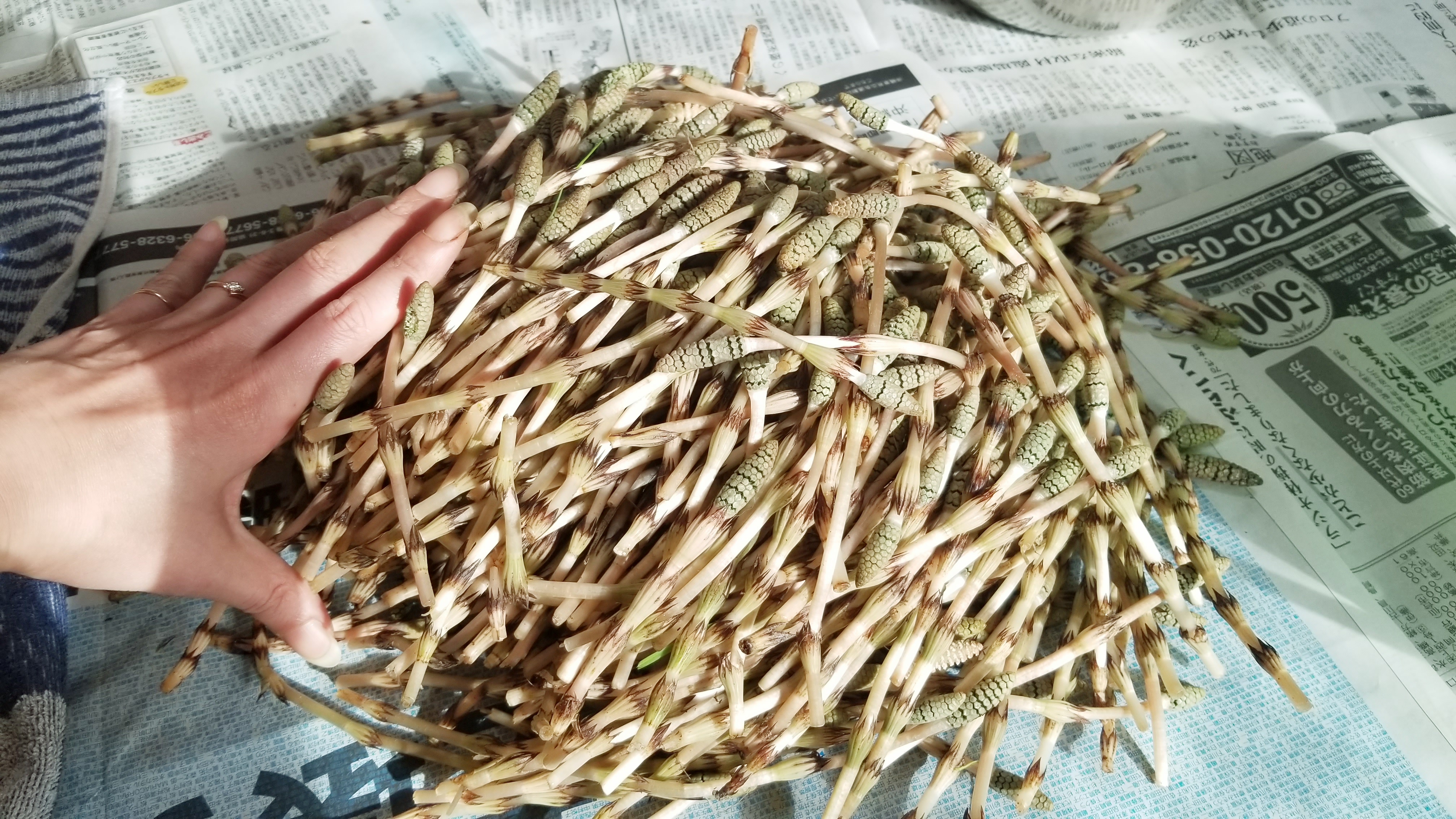 つくしを摘むどんな味づくしめ雑草山菜グルメ類料理法芽剥き方春
