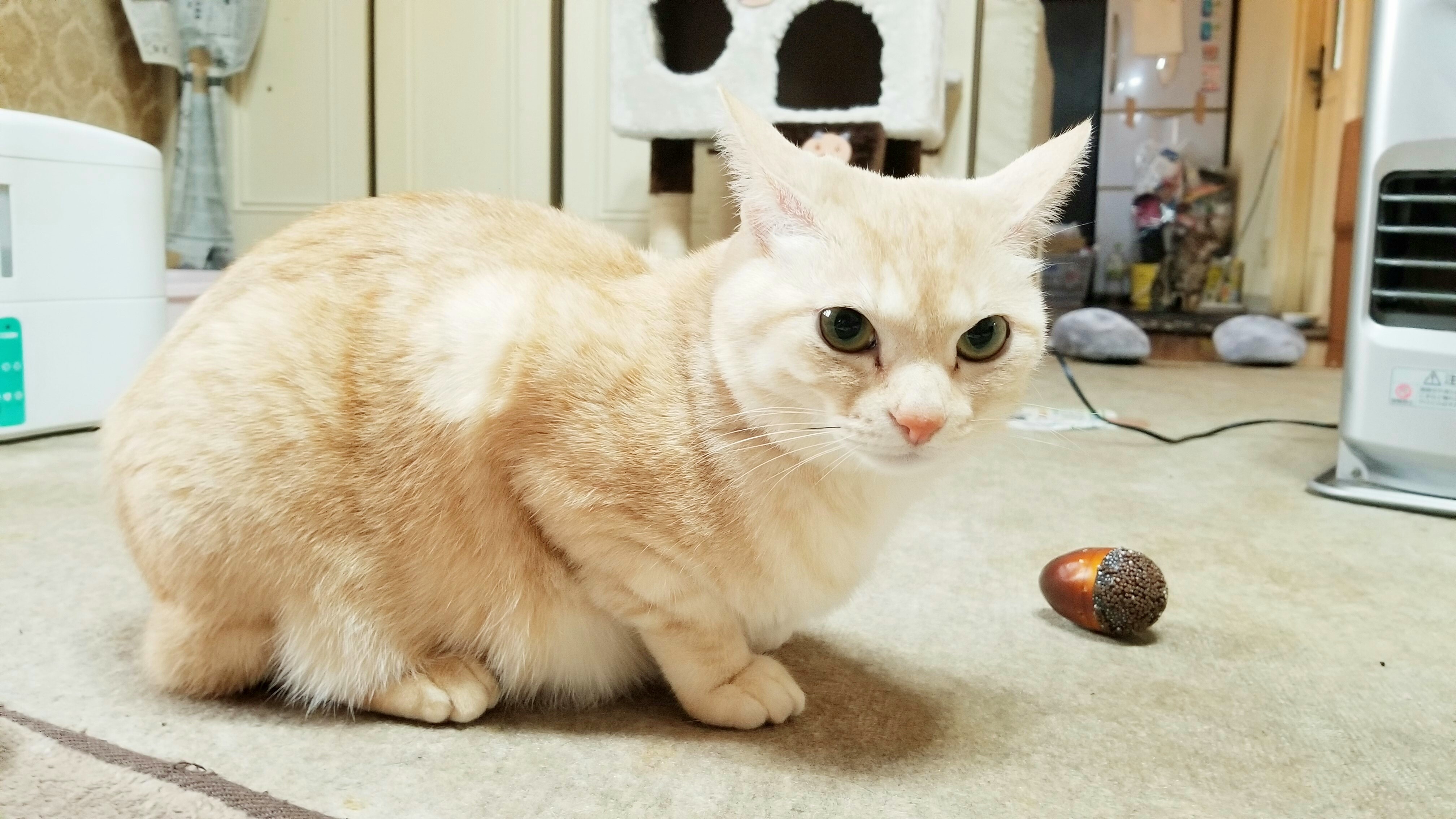 可愛い家猫にゃんこラブ好き白茶色ぬいぐるみみたい綺麗わがままな
