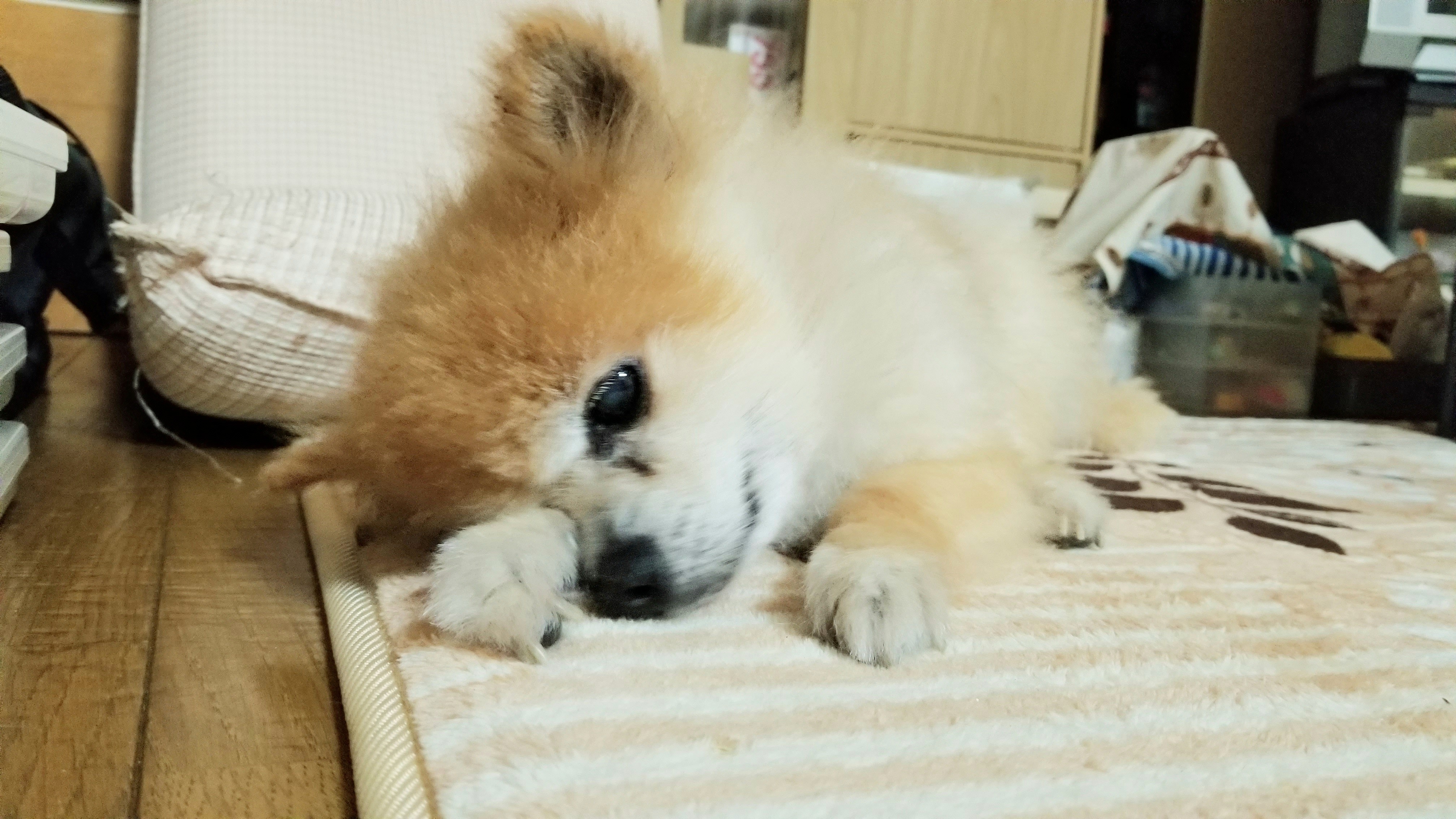 愛犬くんペットのいる生活老犬かわいいポメラニアン大好き眠たい顔