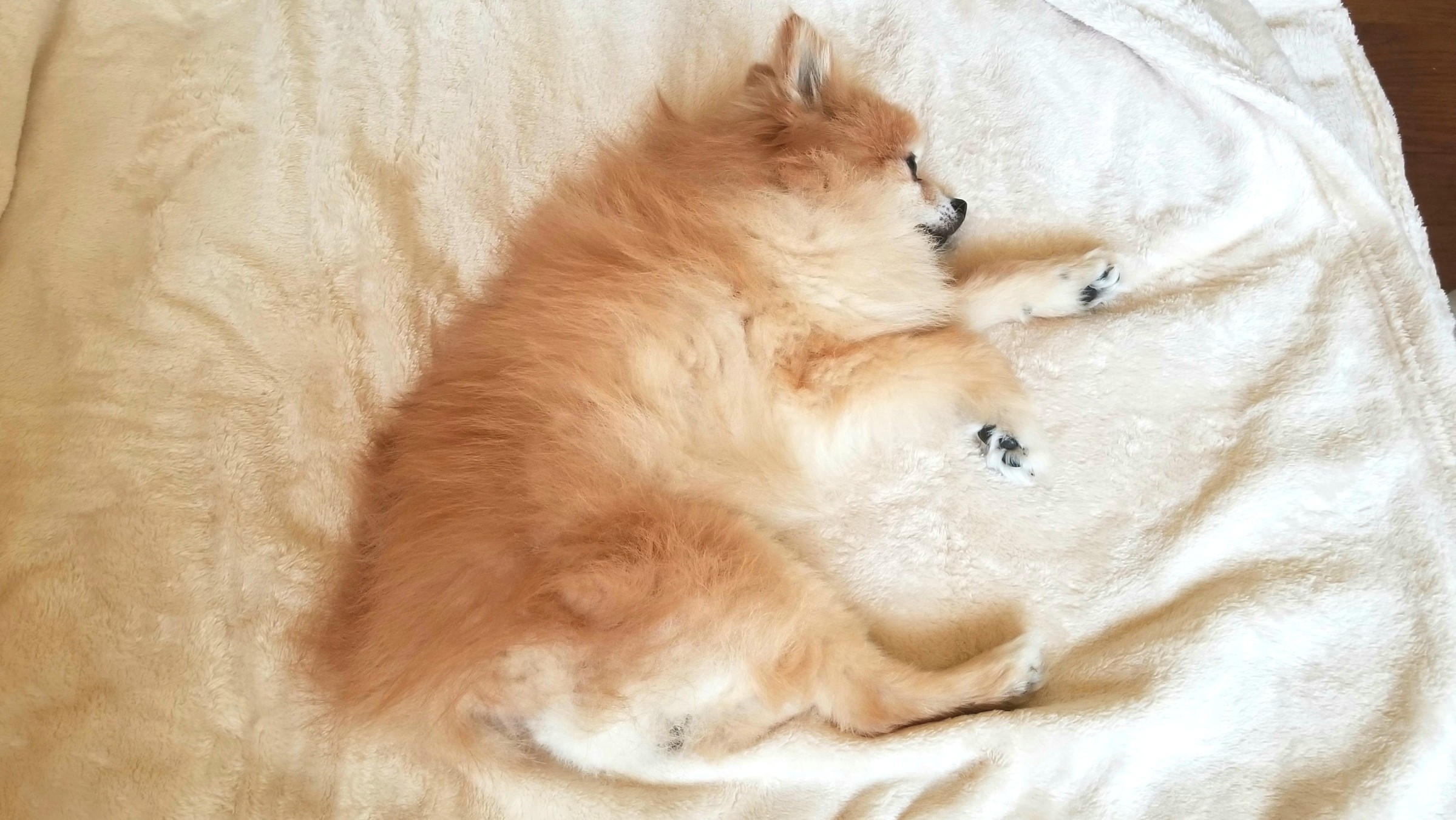 愛犬家,ペット,ポメラニアン,友達からプレゼント,食欲不振,可愛い
