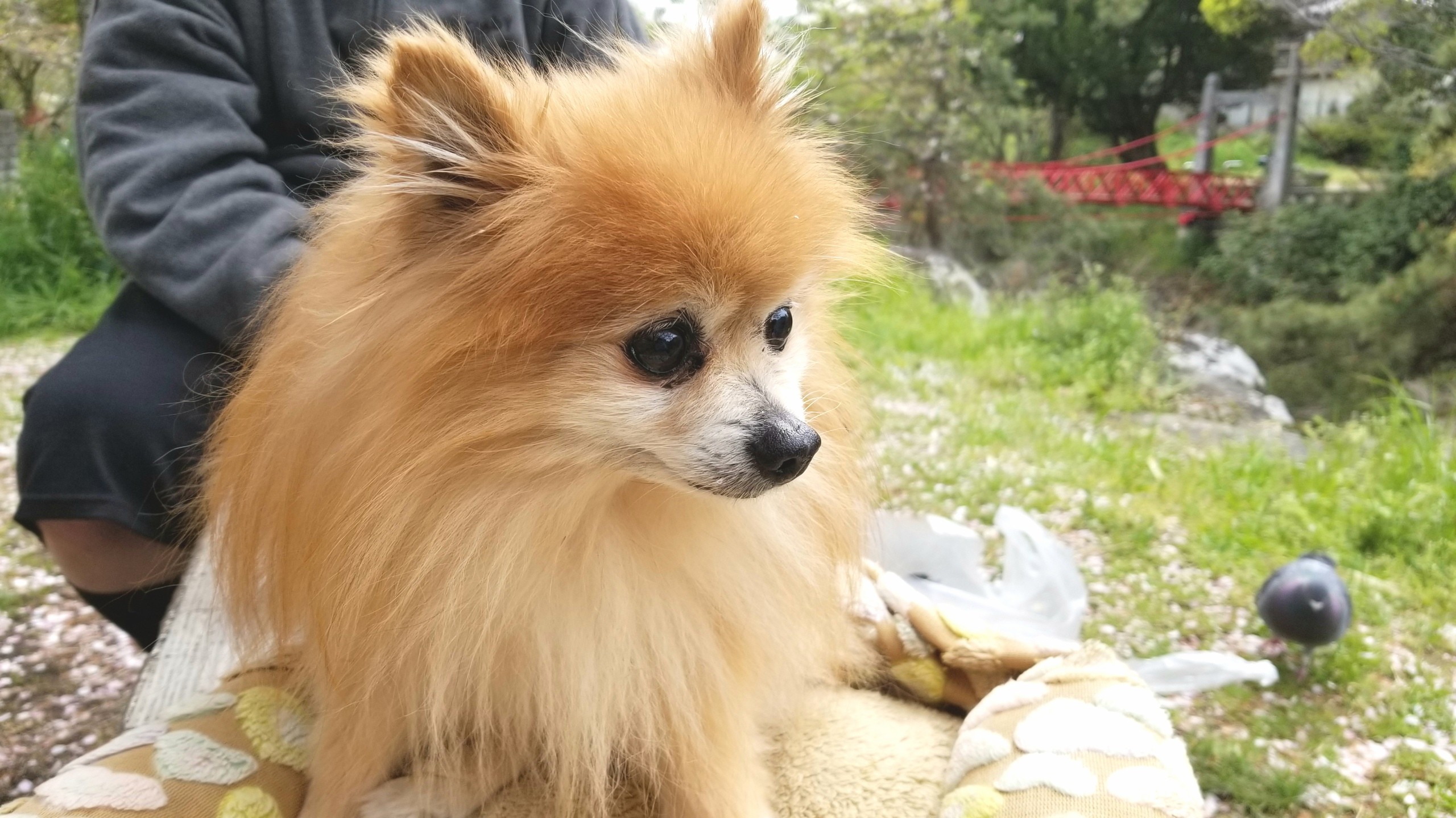 病気のペット愛犬世界一かわいいポメラニアンぬいぐるみみたい