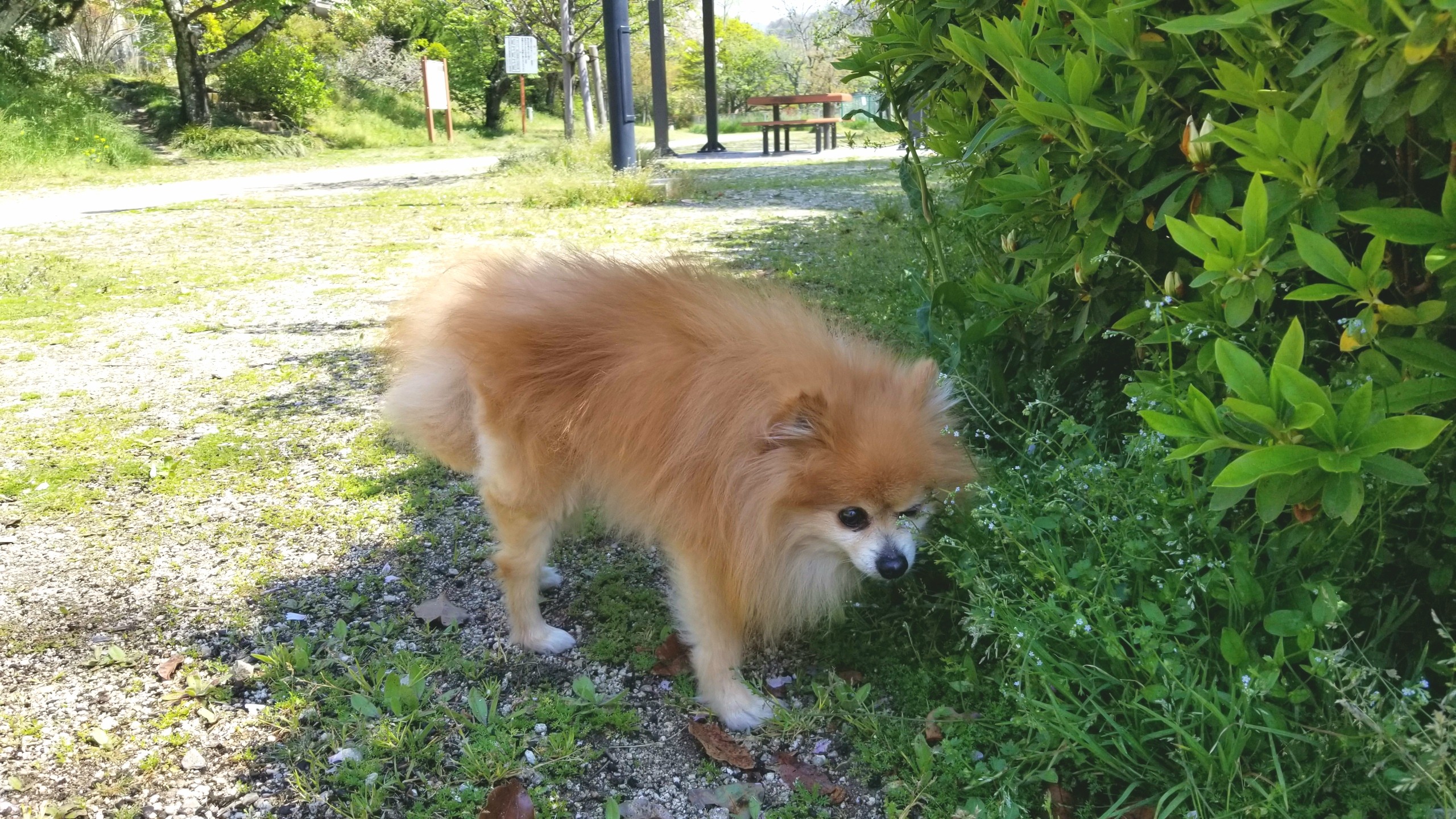 めちゃくちゃかわいいポメラニアン,公園お散歩ペットの病気心配