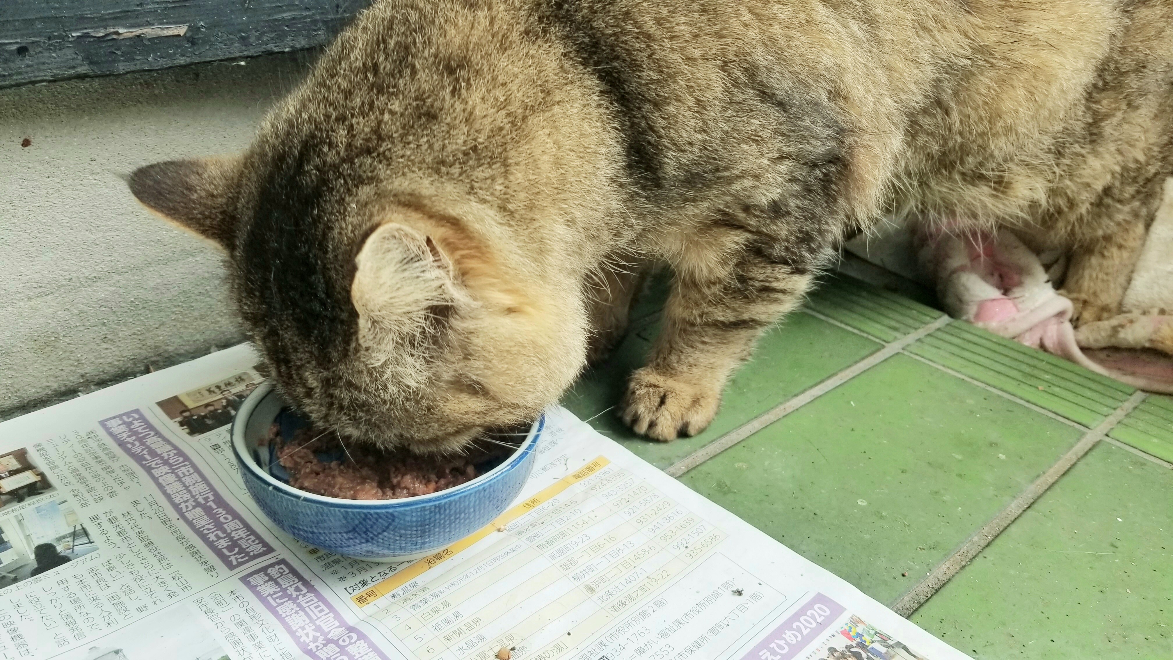 野良猫保護餌やりご飯太ってる居座るもふもふ真冬でかい老衰ブログ