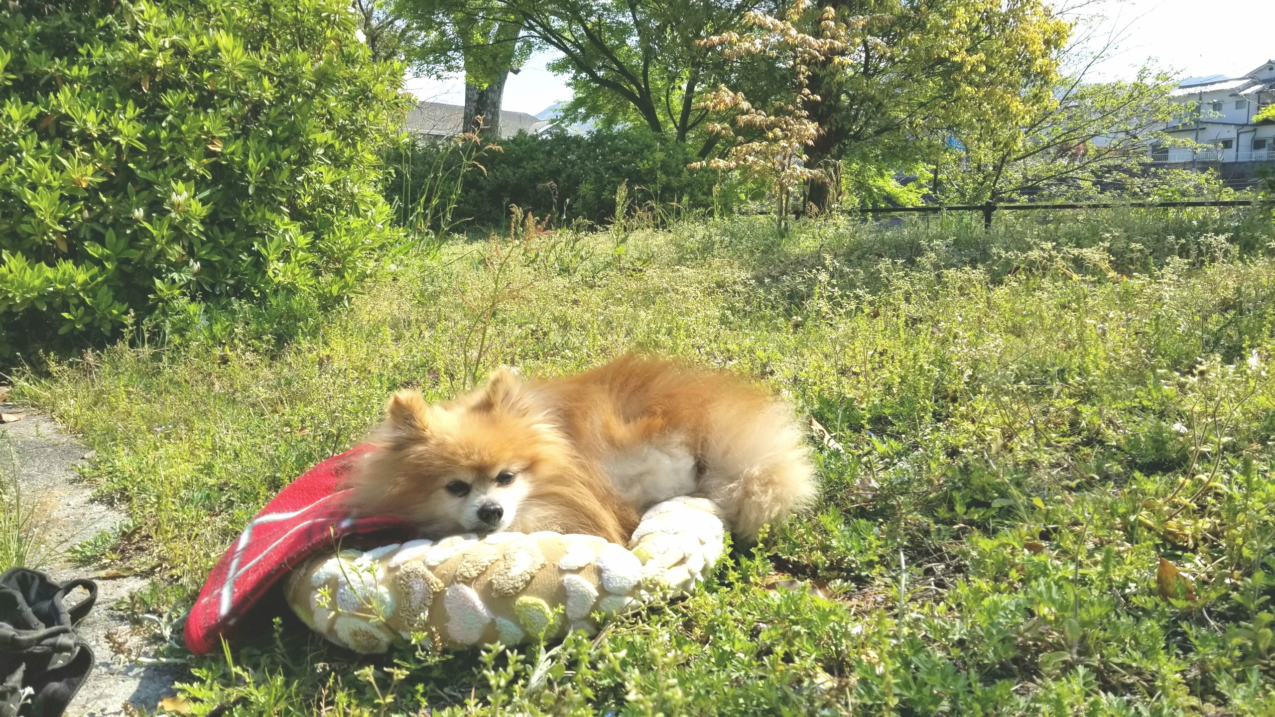 ペットの病気愛犬かわいいポメラニアン公園お散歩歩けないいい天気