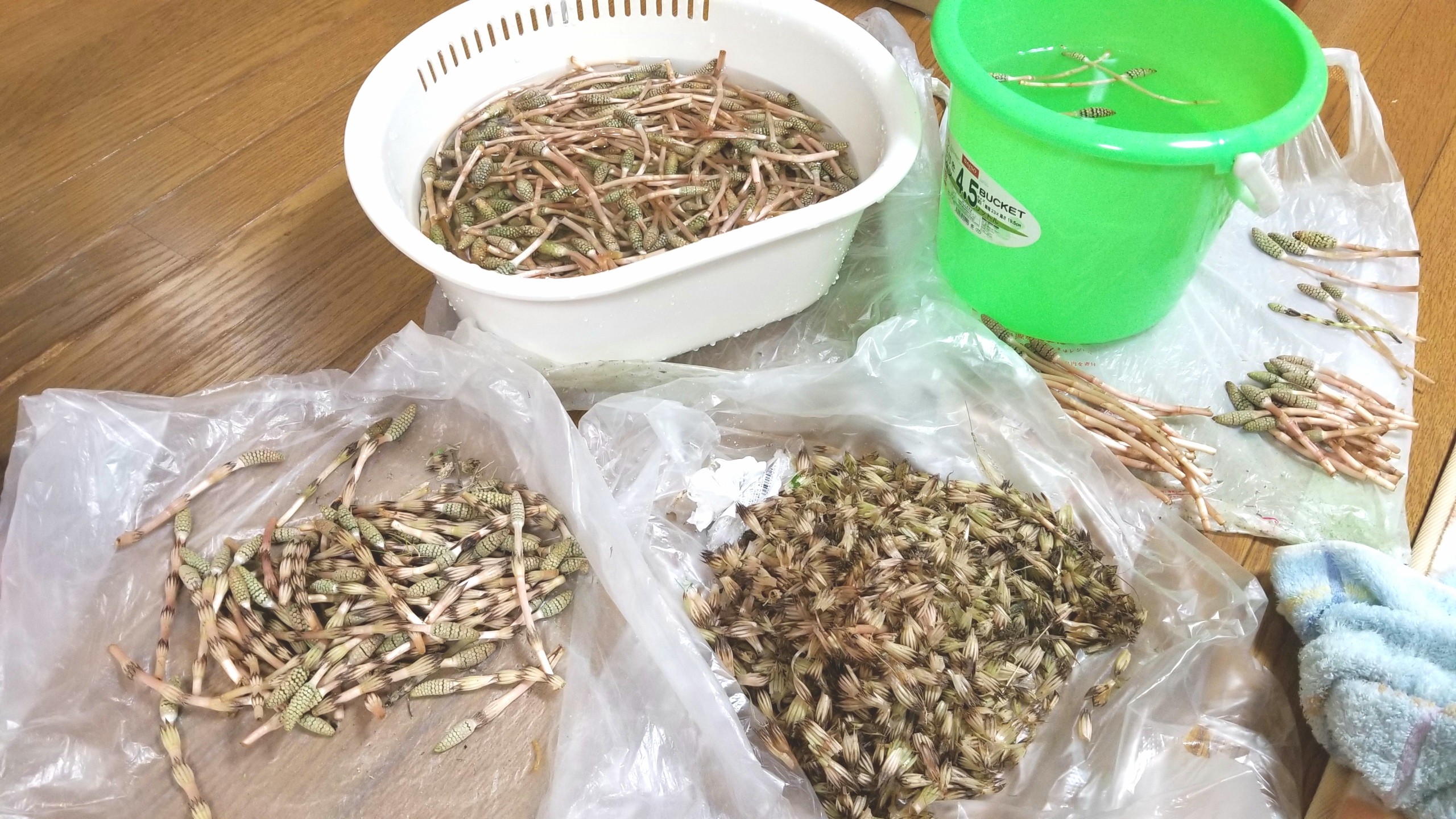 つくしの咲く時期旬,大量はかま剥き部位,下ごしらえ,山菜花粉,食べ頃
