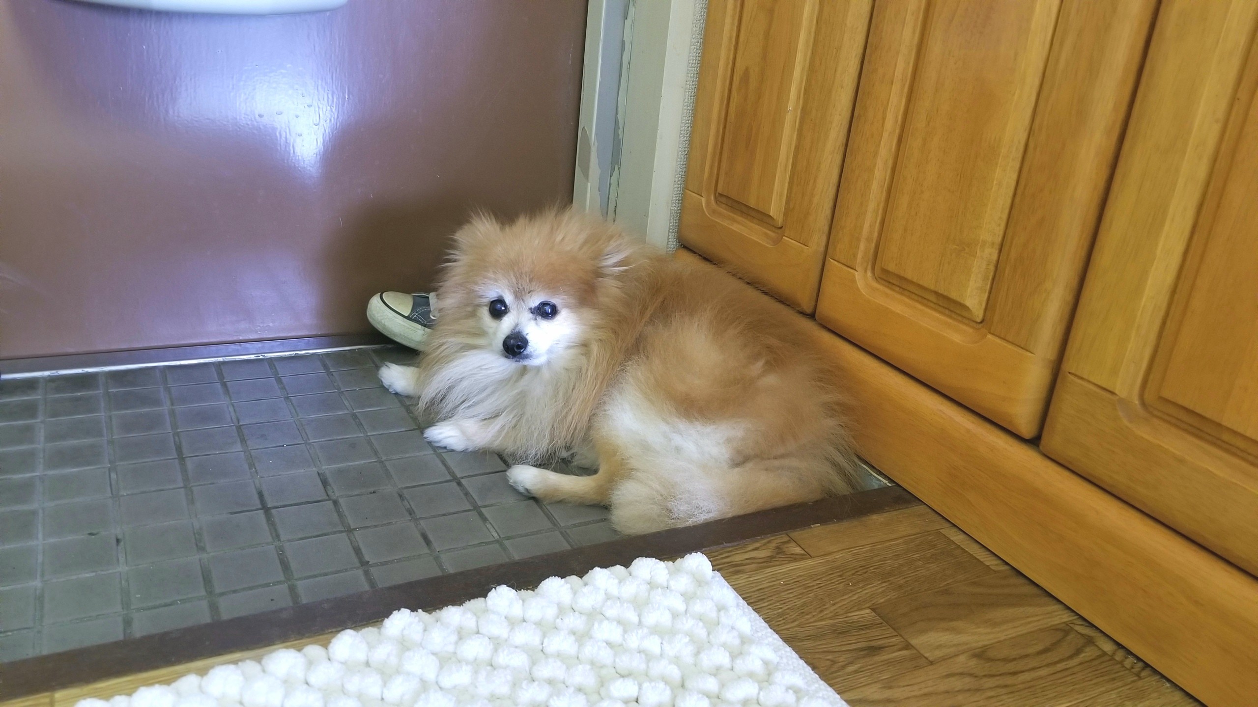 ペットの病気,ポメラニアン室内小型犬,ビワ温灸治療かわいそう