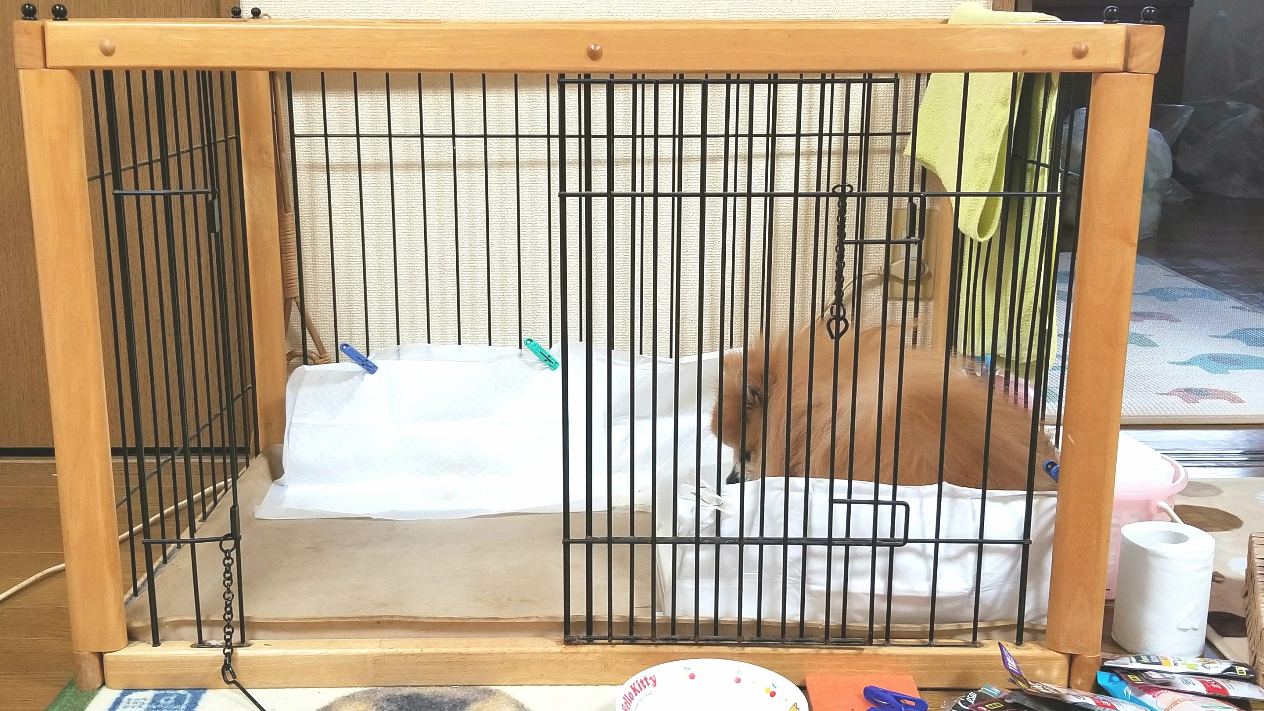 ペット老犬の病気容態悪化,かわいそう辛い,心臓弁膜症パテラ膝の痛み