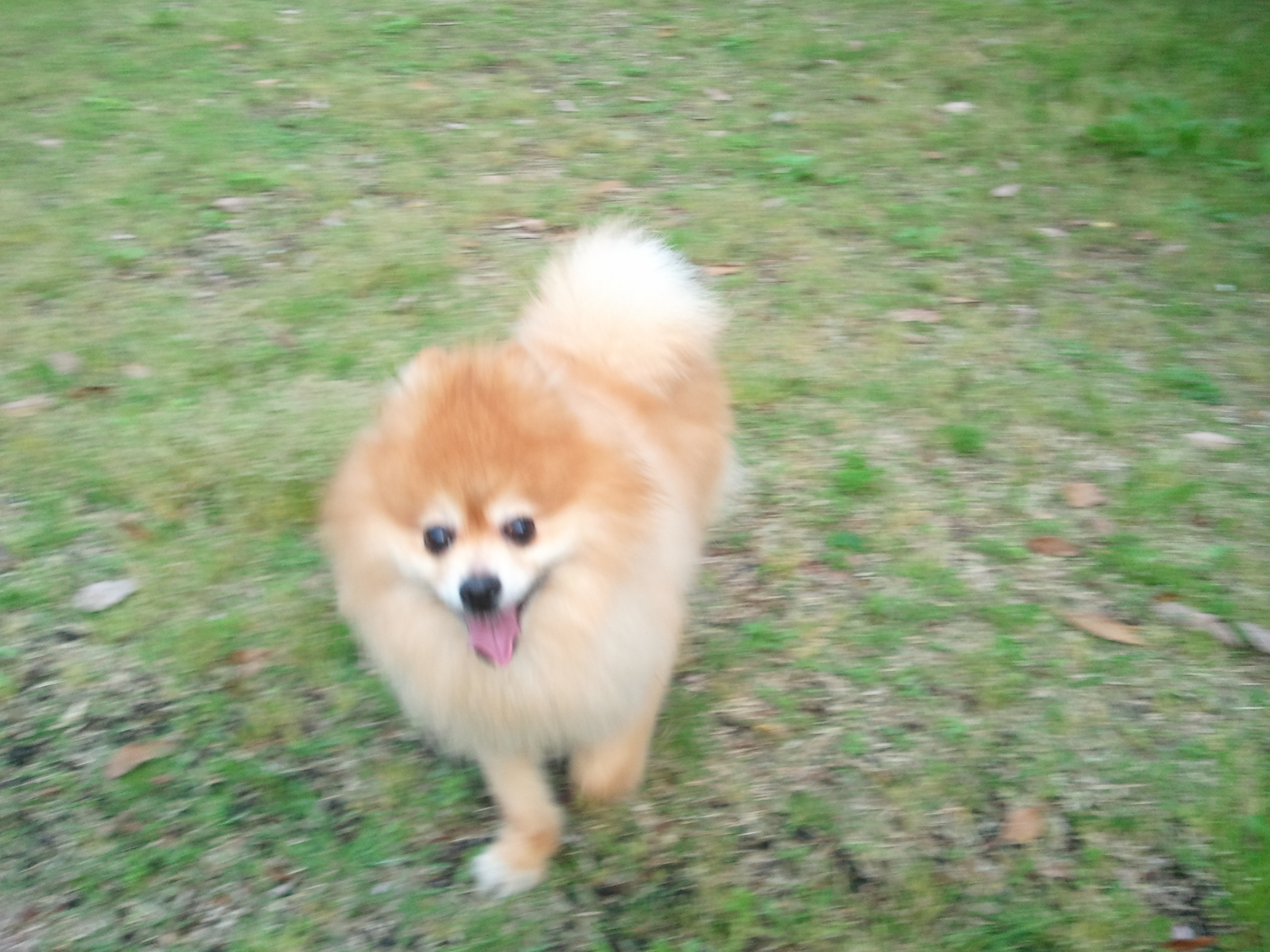 かわいいポメラニアン愛犬ワンラブこペット家族画像写真人気走る姿