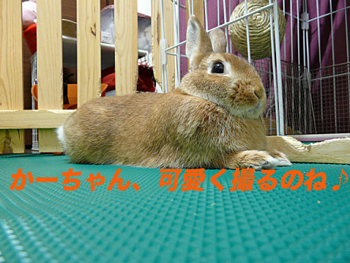 P1130074のコピー