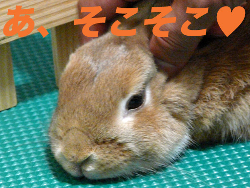 P1110421のコピー