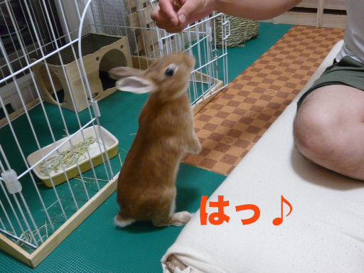 P1050934のコピー