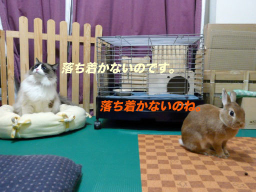 P1150322のコピ