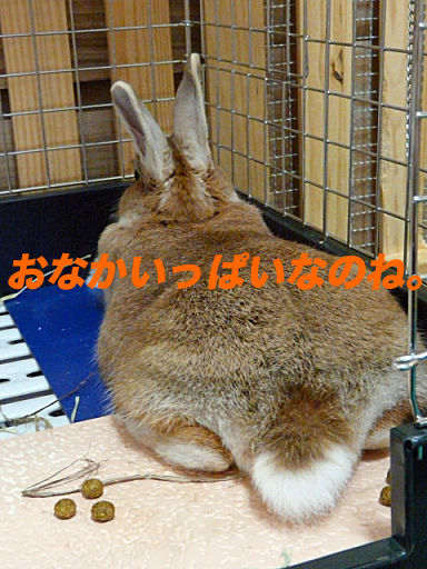 P1130888のコピ
