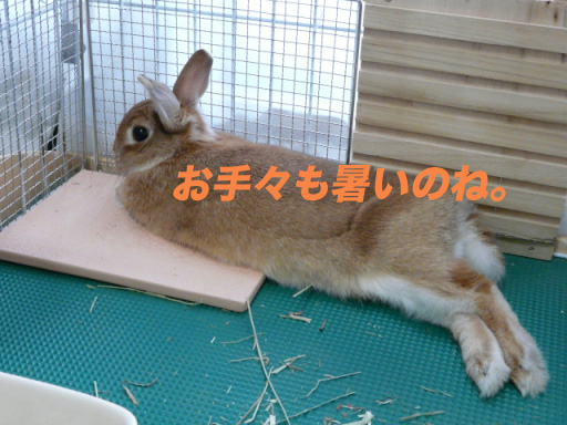 P1100704のコピー