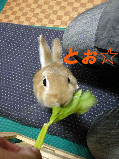 P1150387のコピー