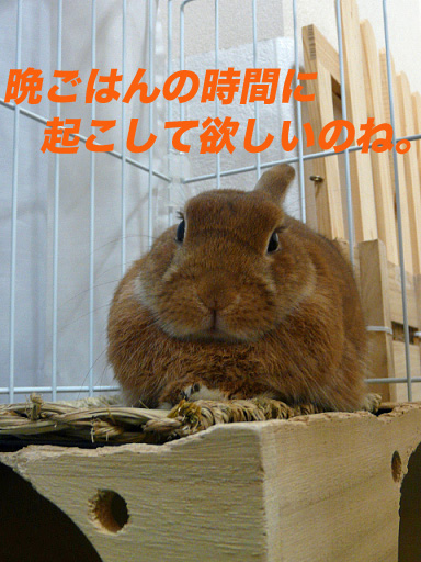 P1100161のコピー