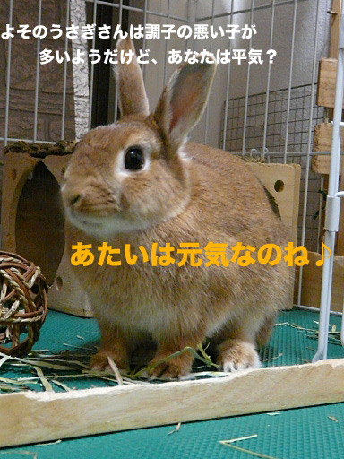 P1080960のコピー