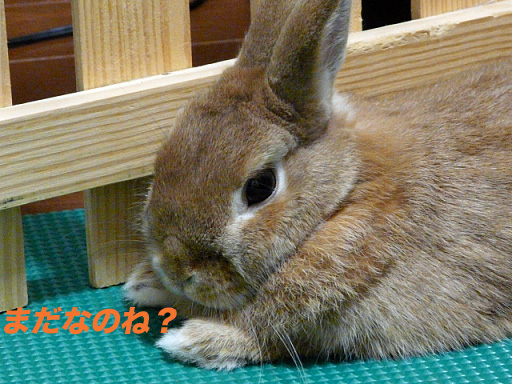 P1110416のコピー