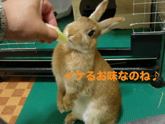 P1030554のコピー