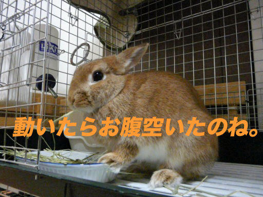 P1150130のコピ