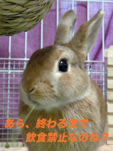 P1110670のコピー