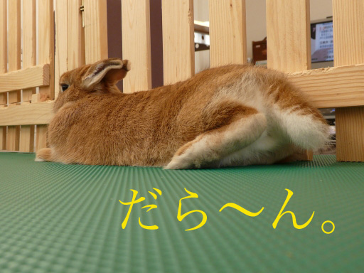 P1070797のコピー