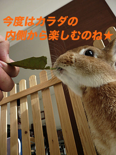 P1120810のコピー